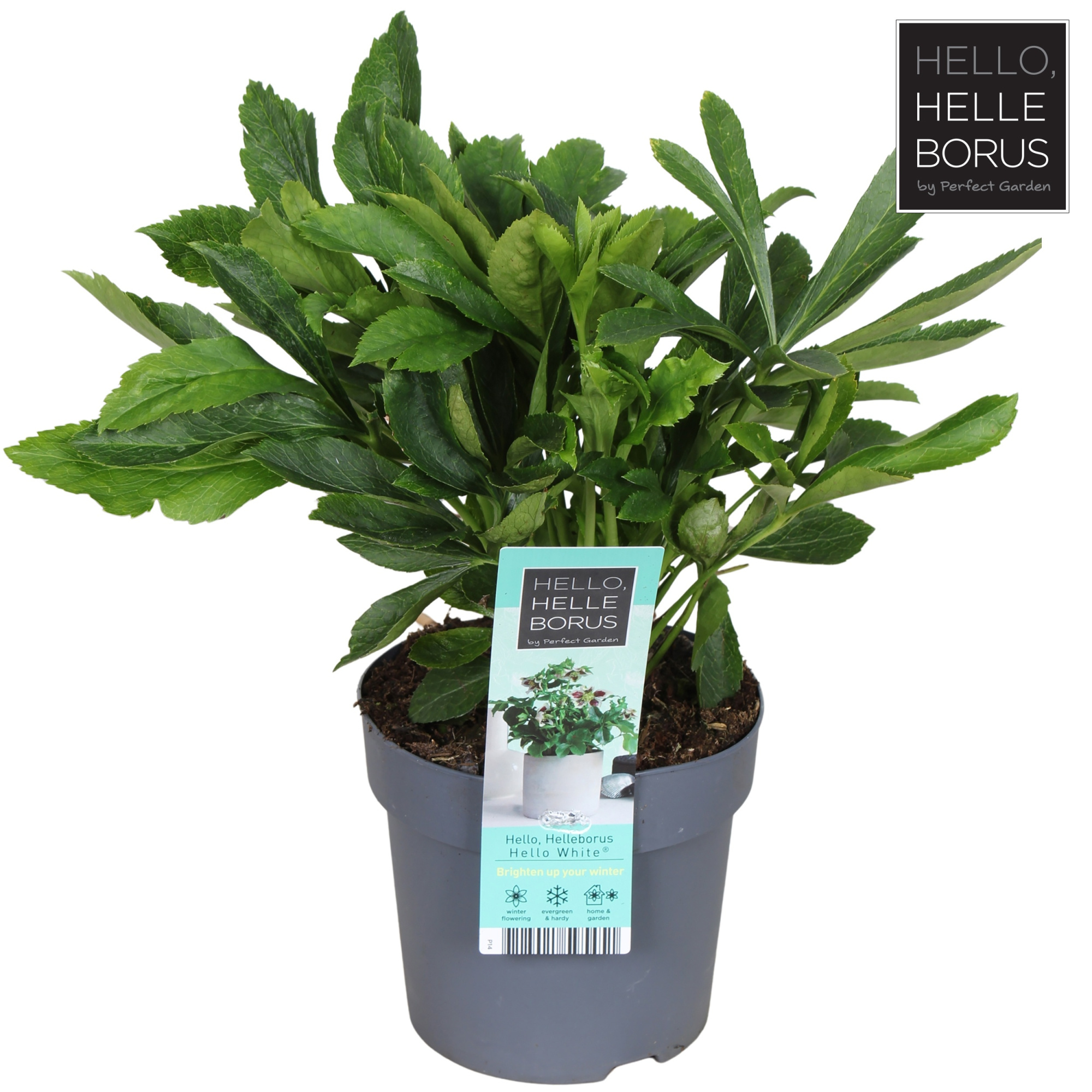 Helleborus orientalis 'Hello White' P14, D 14 cm