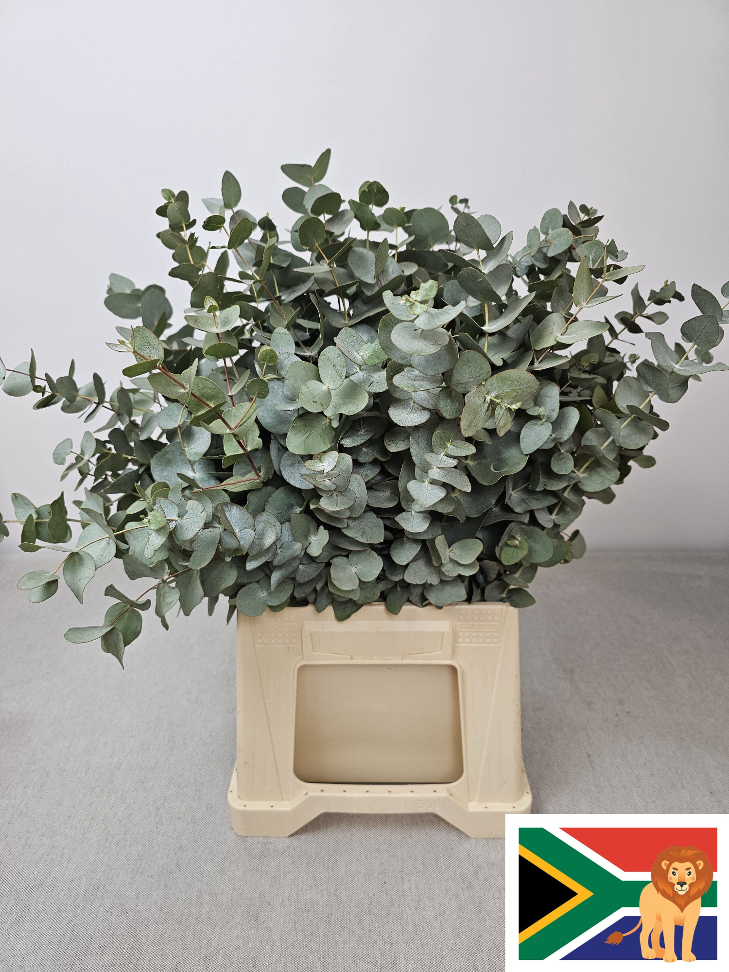 Эвкалипт Цинерея за пучок 50 (зел.), пуч.