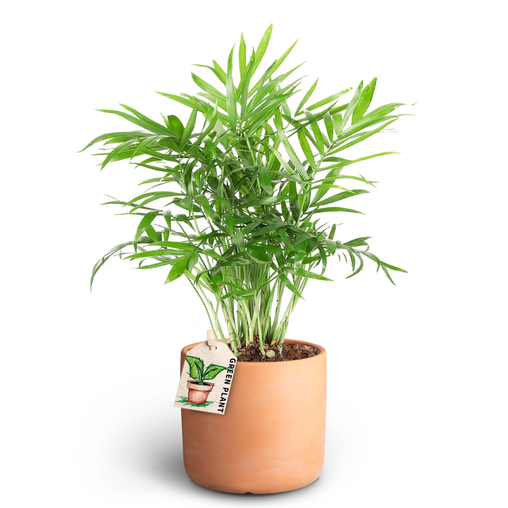 Raw Terracotta, Chamaedorea, D 10 cm