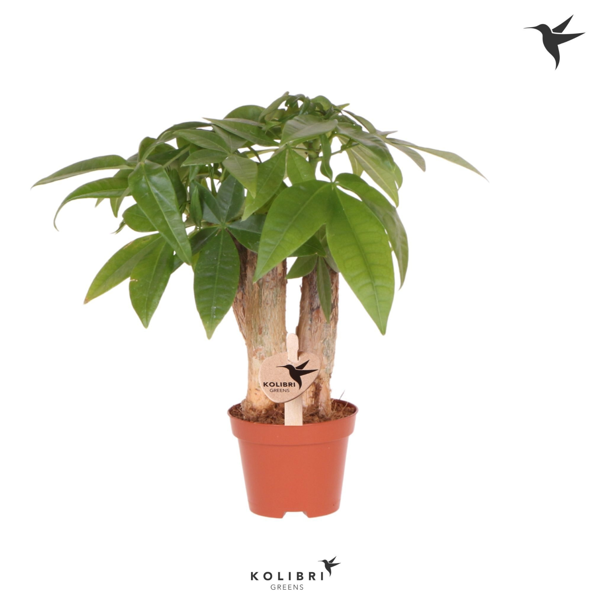 Kolibri Greens Pachira, D 6