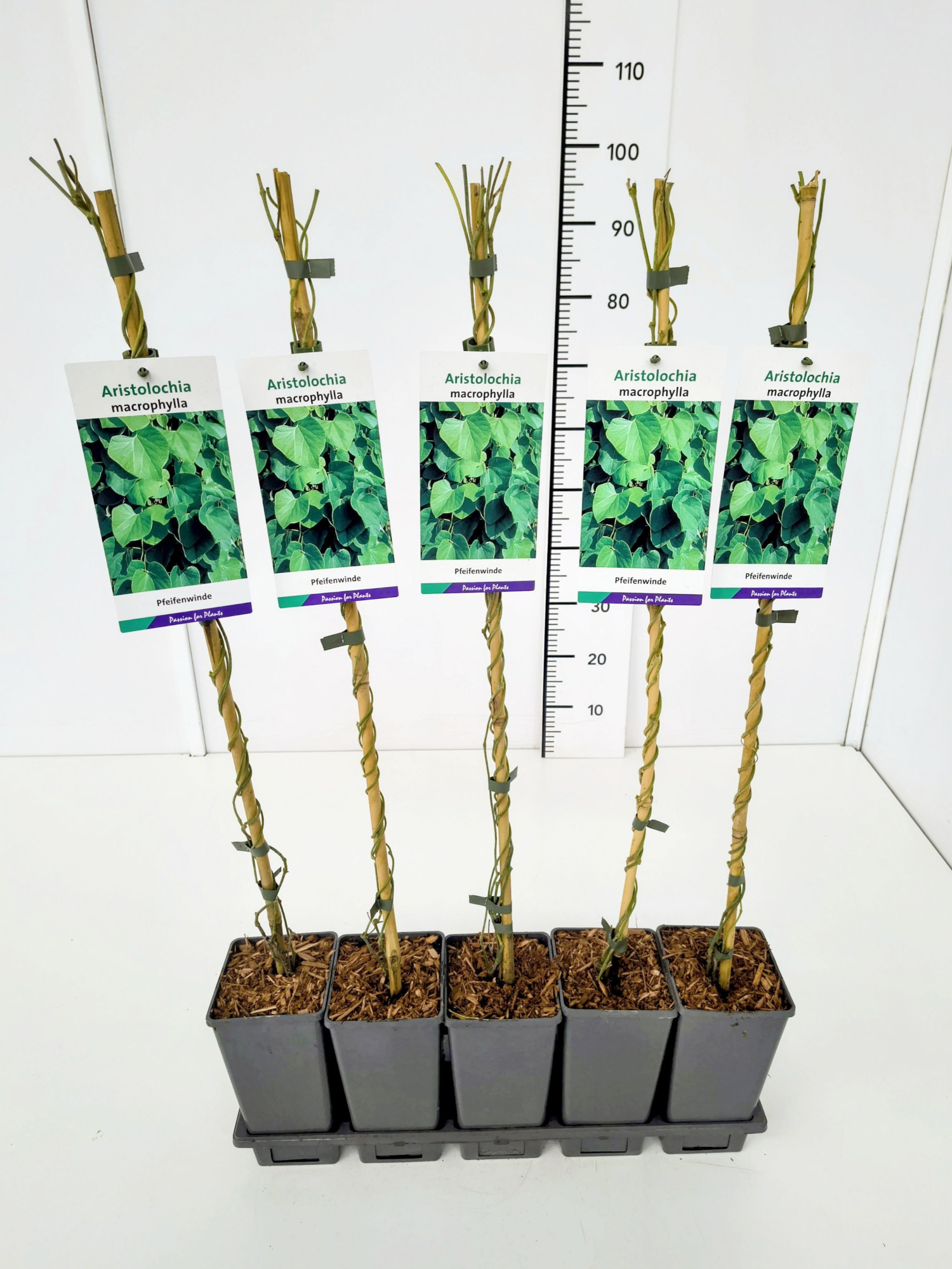 Aristolochia macrophylla 80CMC2, D 17