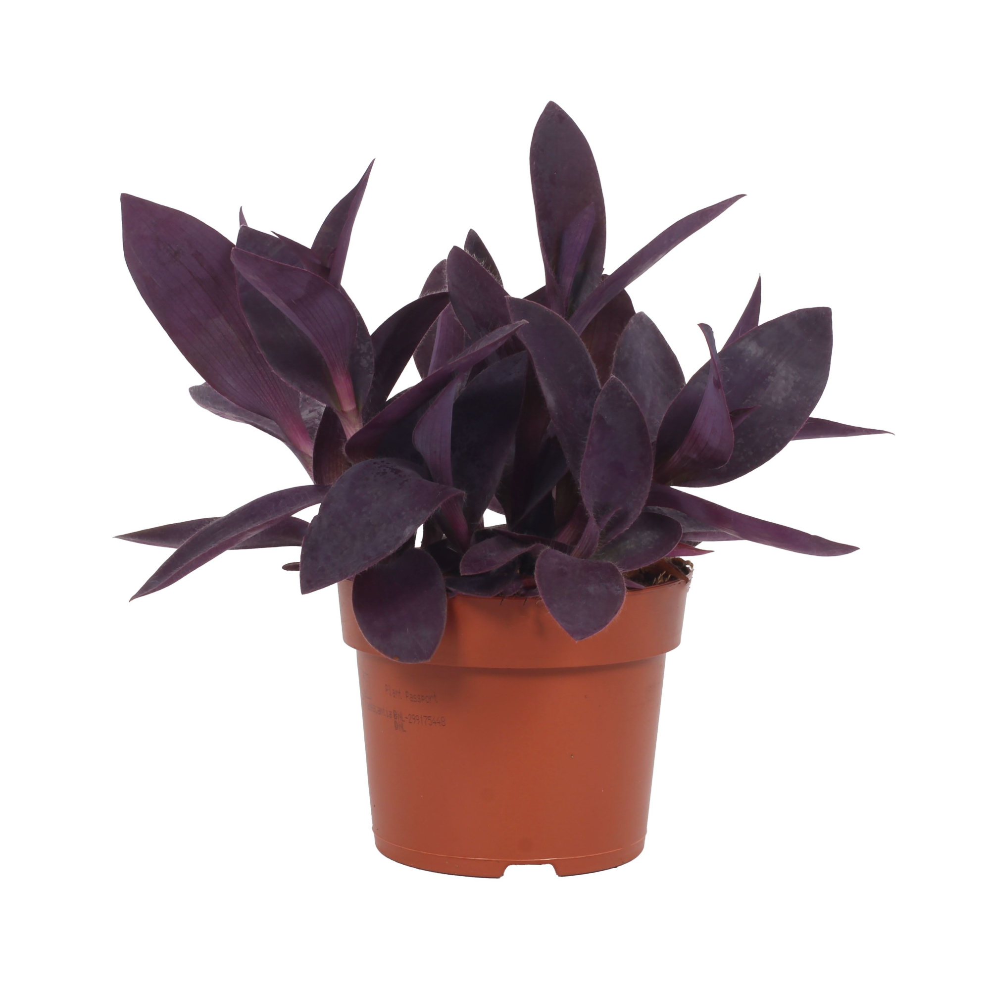 Tradescantia Pallida 12cm, D 12