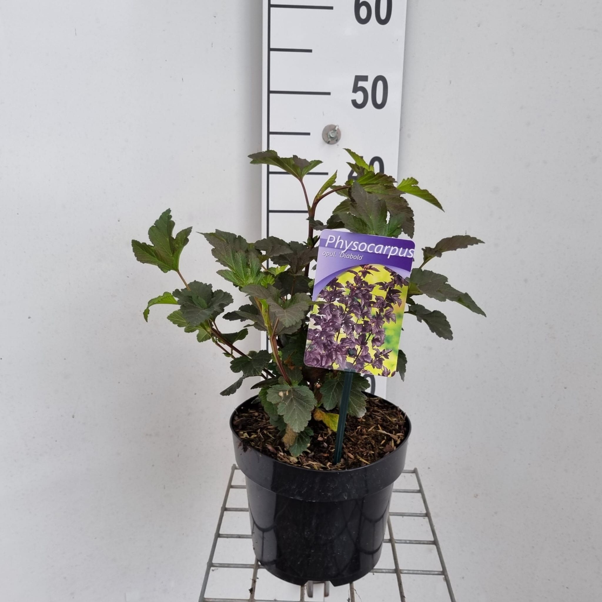 Physocarpus opulifolius 'Diabolo' PBR, D 19 cm