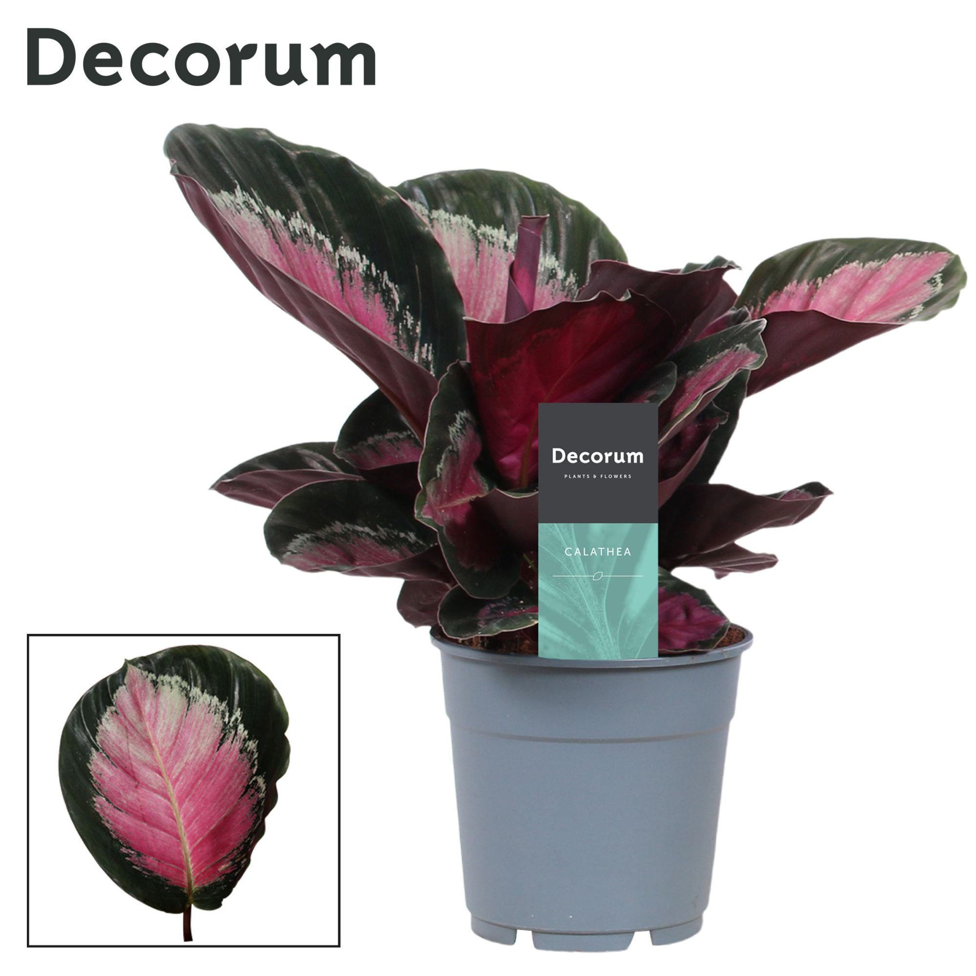 Calathea Rosy Roseo Picta (Decorum), D 12 cm