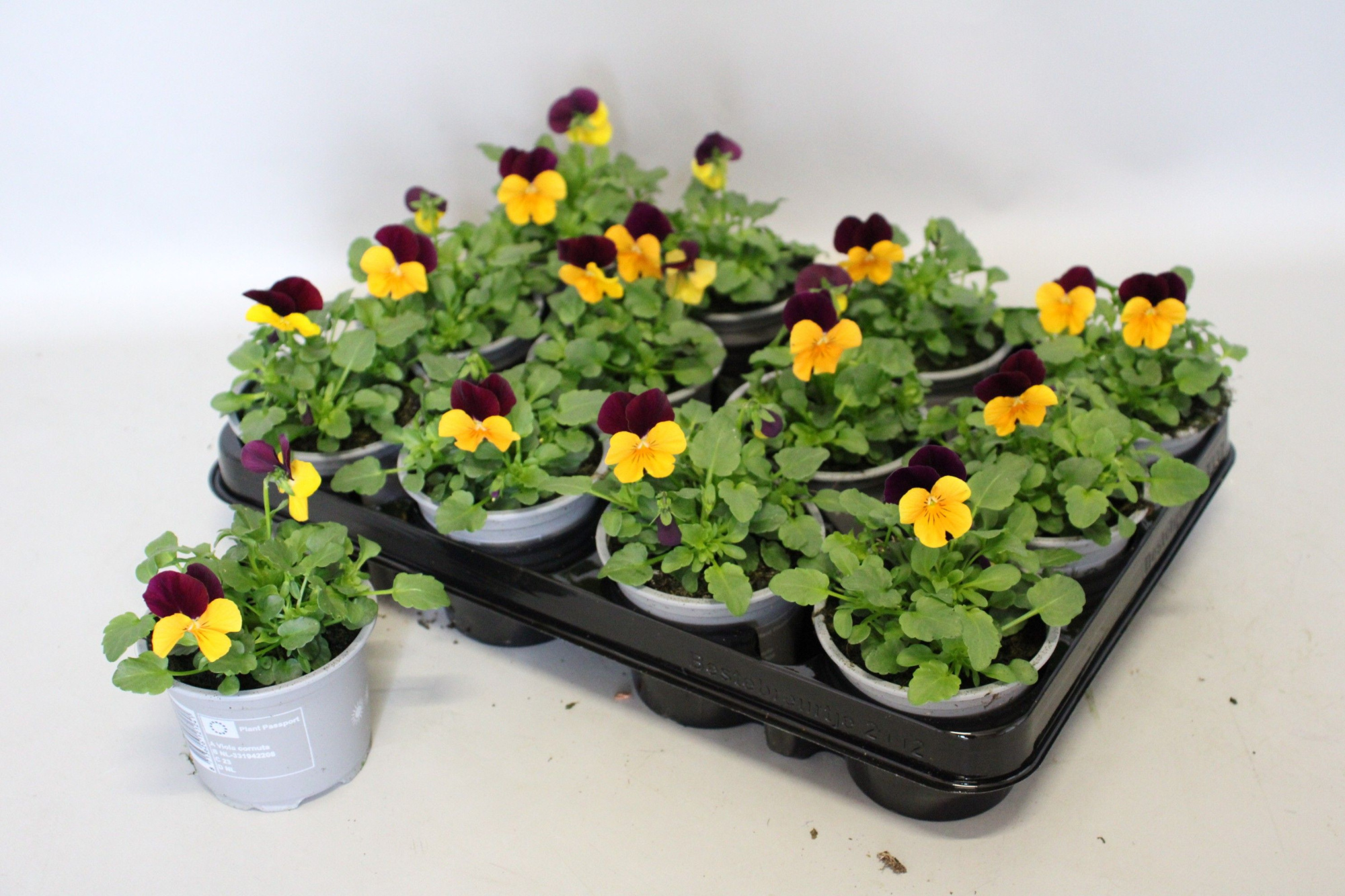 Viola Cornuta 9 cm Orange with purple wing, D 9 cm