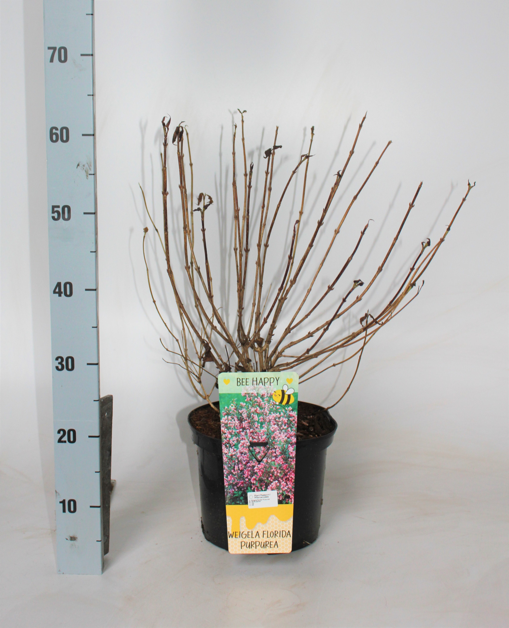 Weigela florida 'Purpurea', D 23 cm