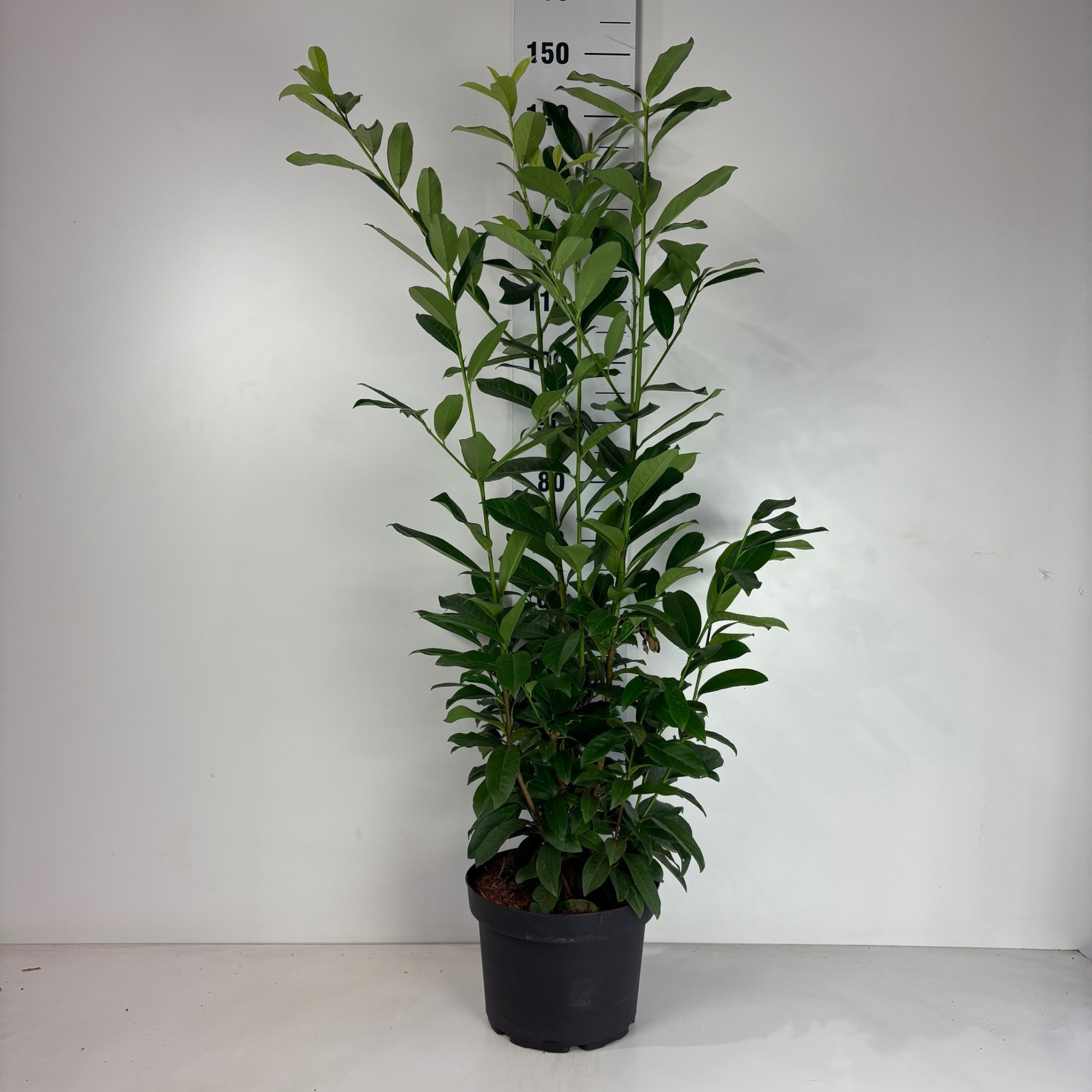 Prunus laur.'Mariblon' Genolia, D 29 cm