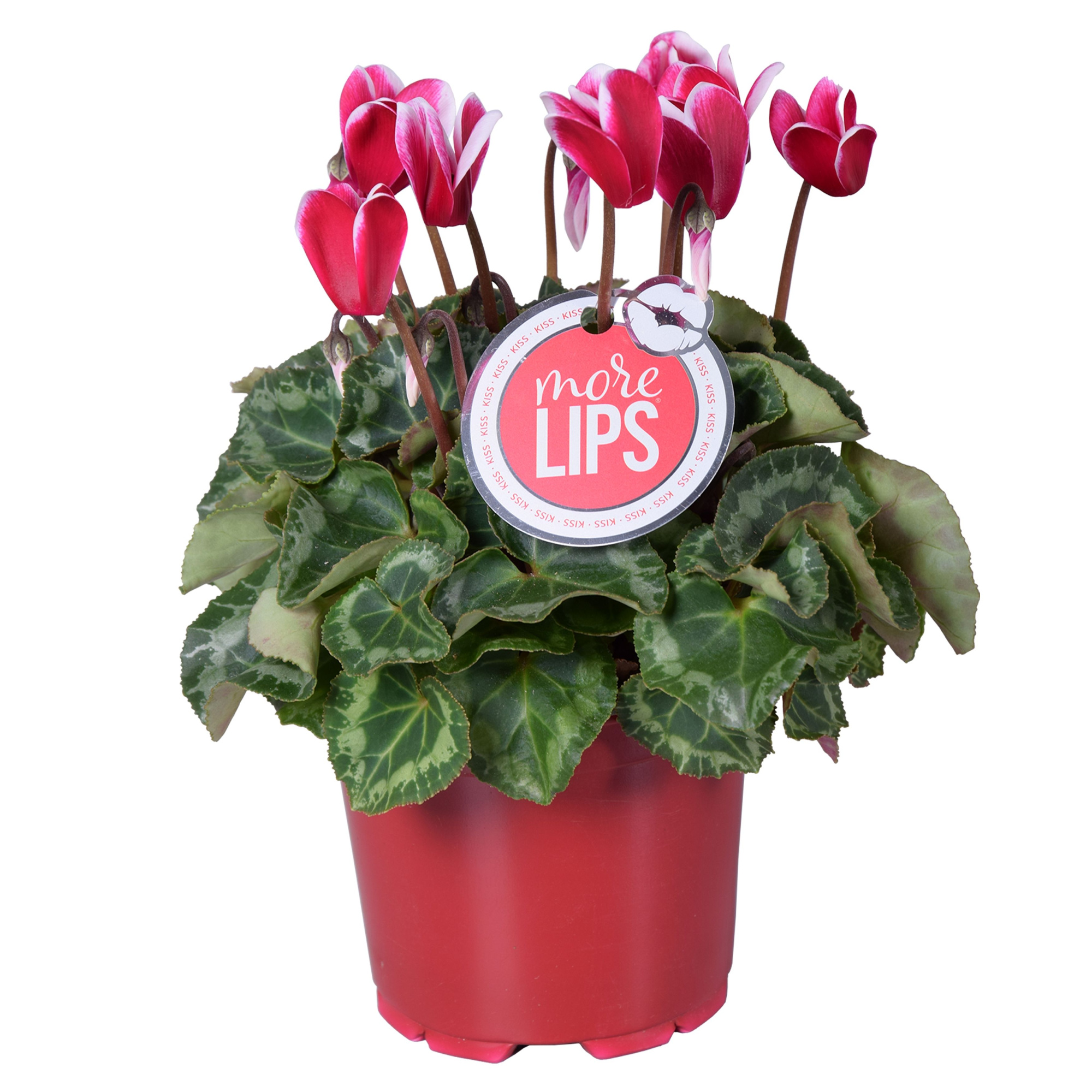MoreLIPS® Cyclamen Fuji wine red, D 12 cm