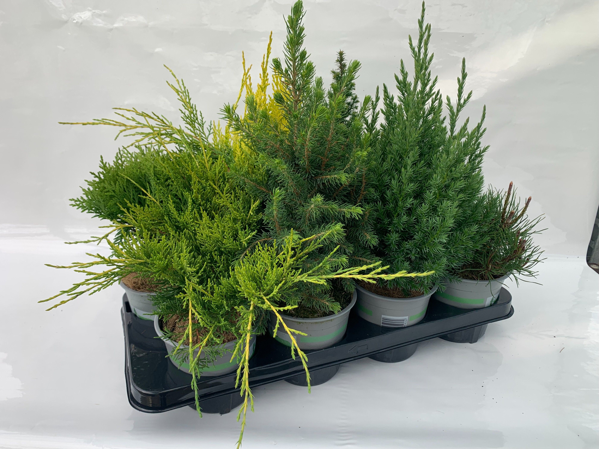 coniferen Luxe mix, D 13 cm