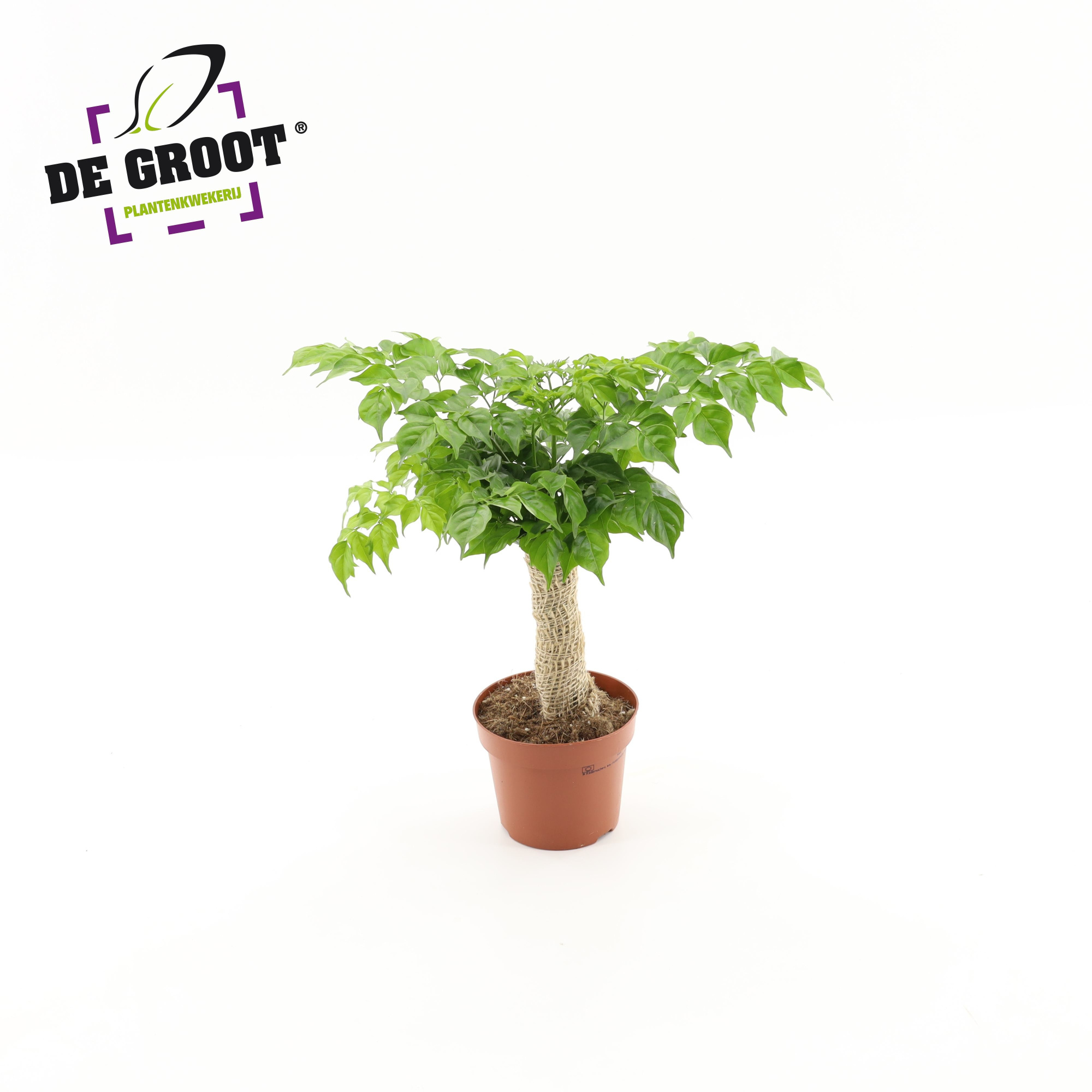 Radermachera sinica jute stam, D 12