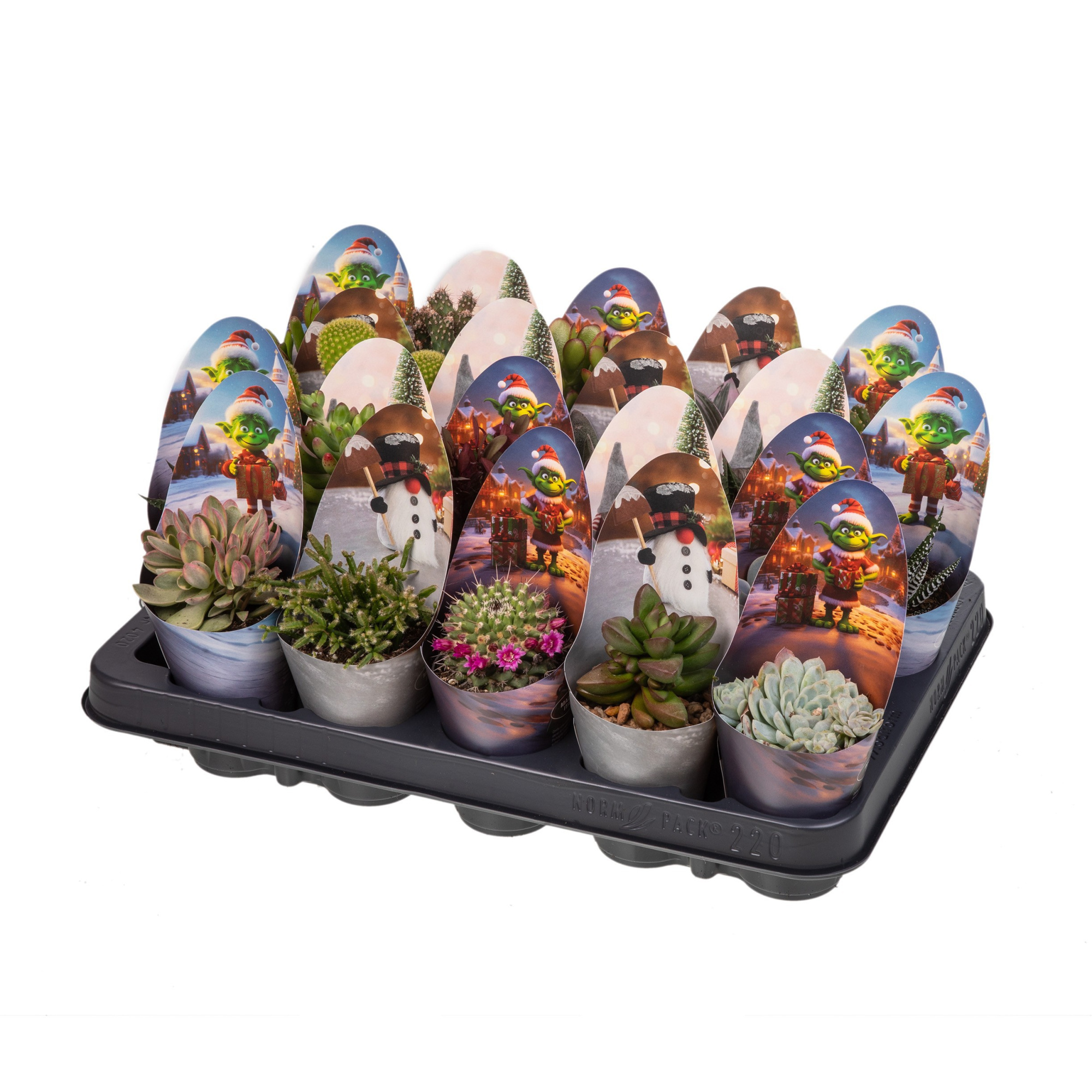 CACTUS AND SUCCULENT MIX Ø 6.5 CHRISTMAS POT COVER WITH ELVES AND GNOMES- TRAY 20 PCS, D 6,5