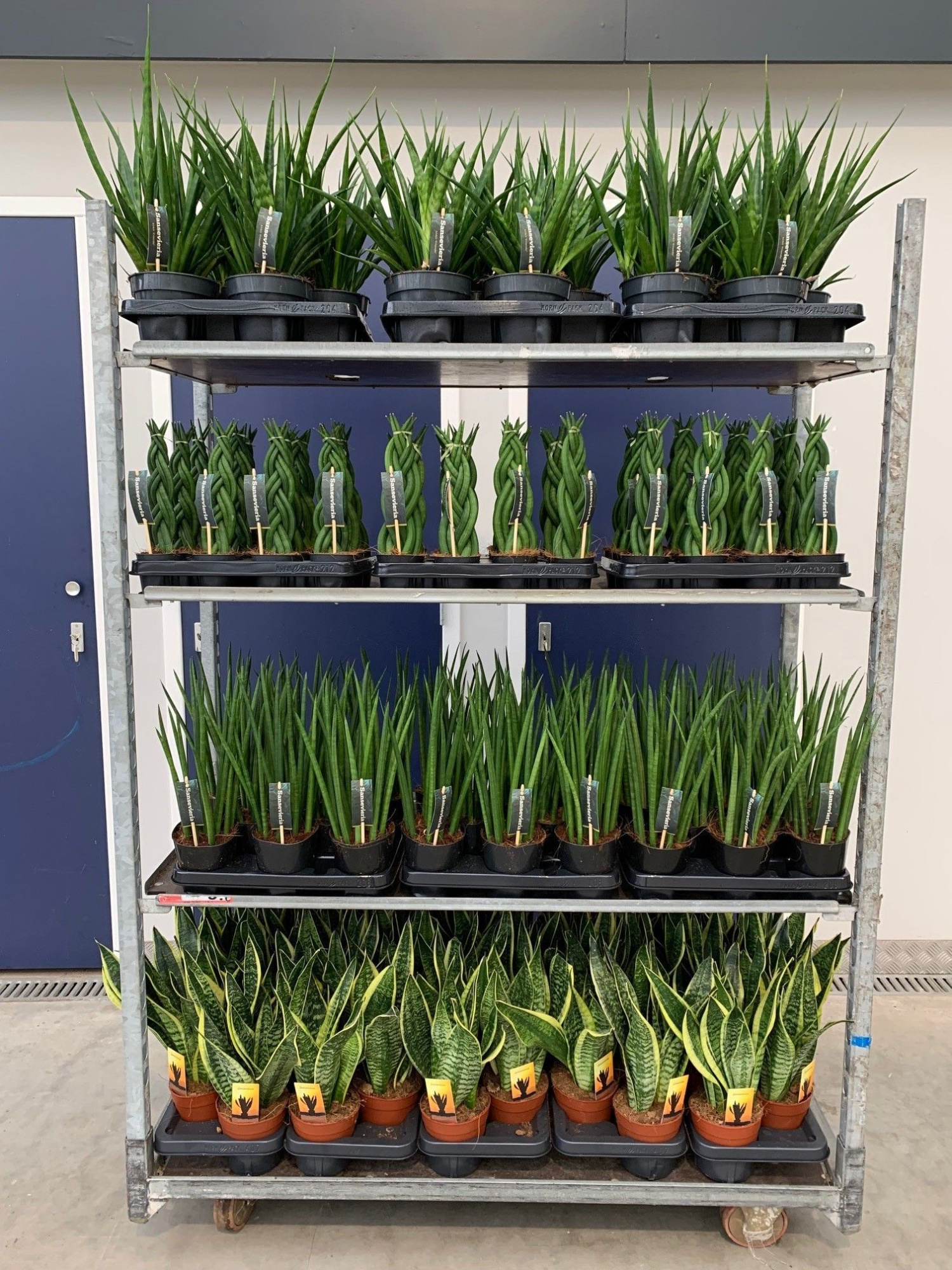 Sansevieria mix CC (soort per laag), D 14 cm