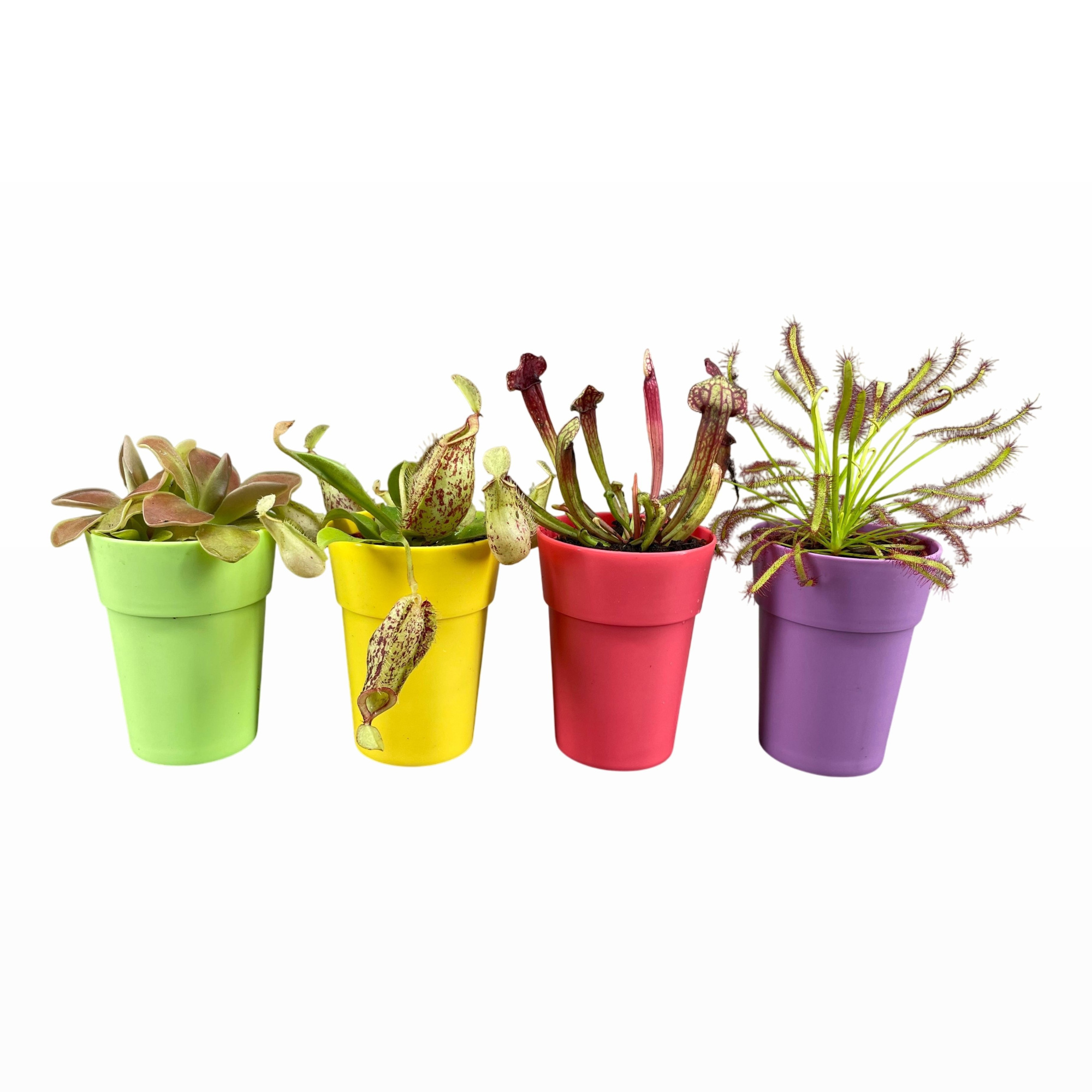 Vleesetende planten mix 5,5 cm in kleuren sierpot, D 6 cm