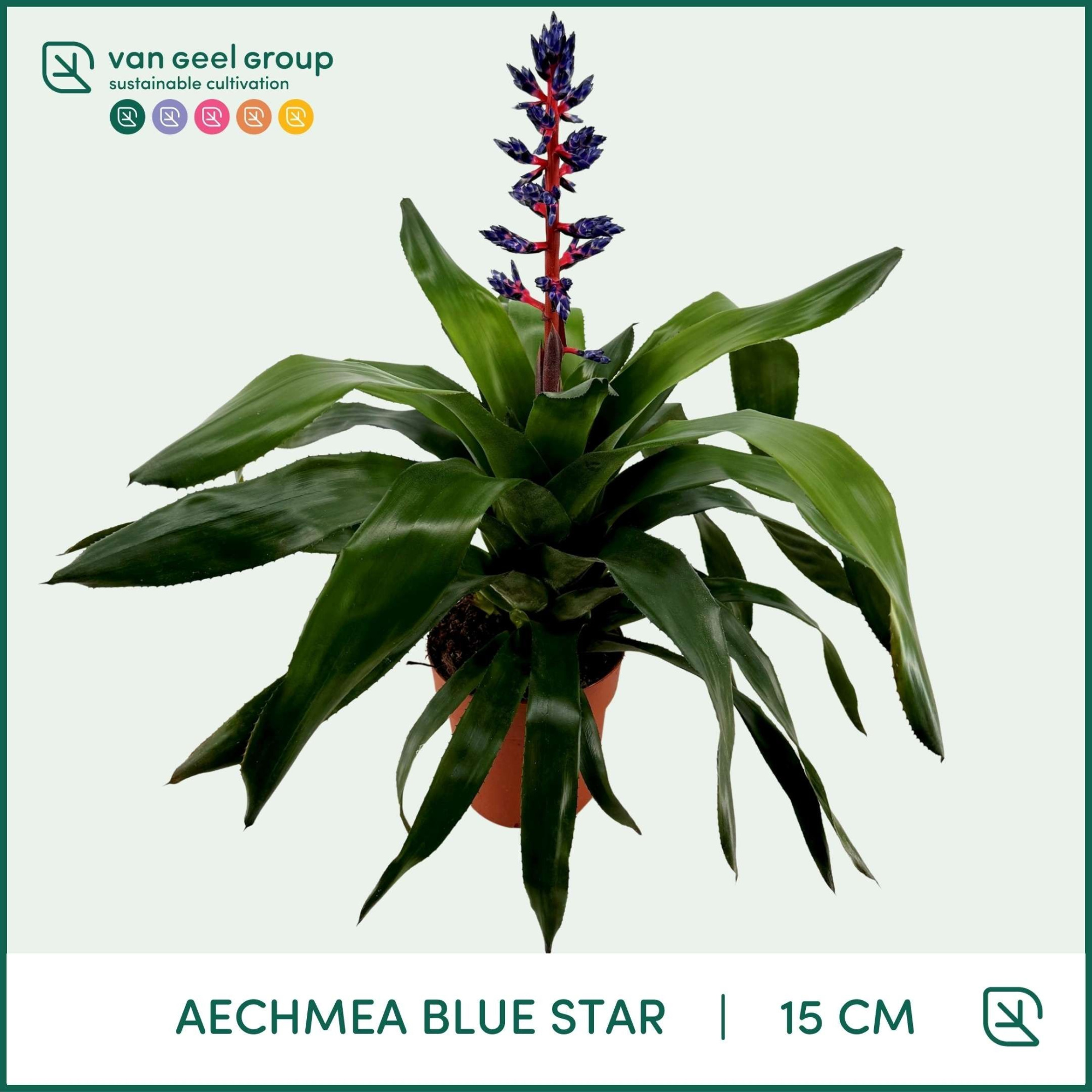 Aechmea Blue Star, D 15 cm