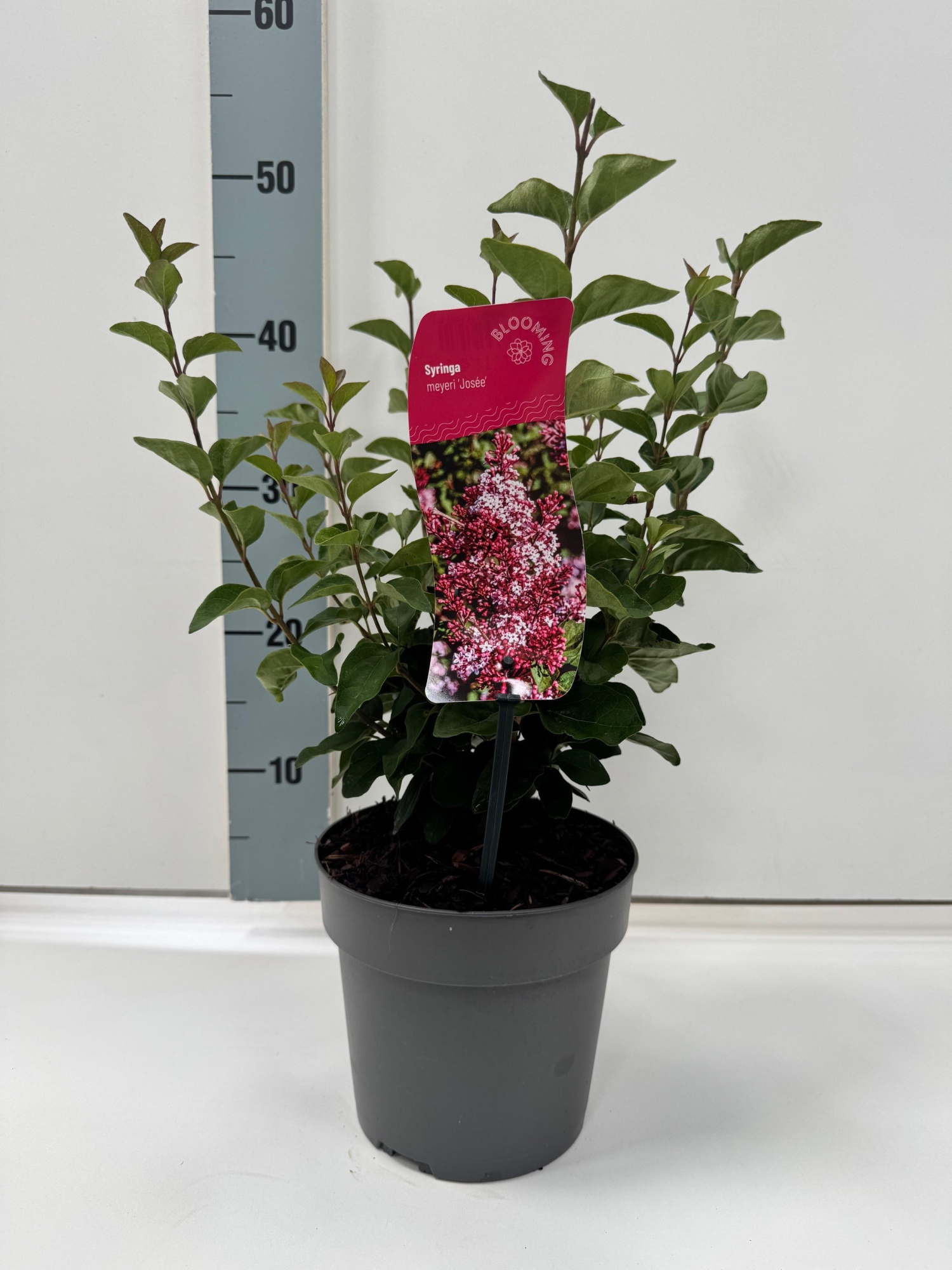 Syringa 'Josée', D 17 cm