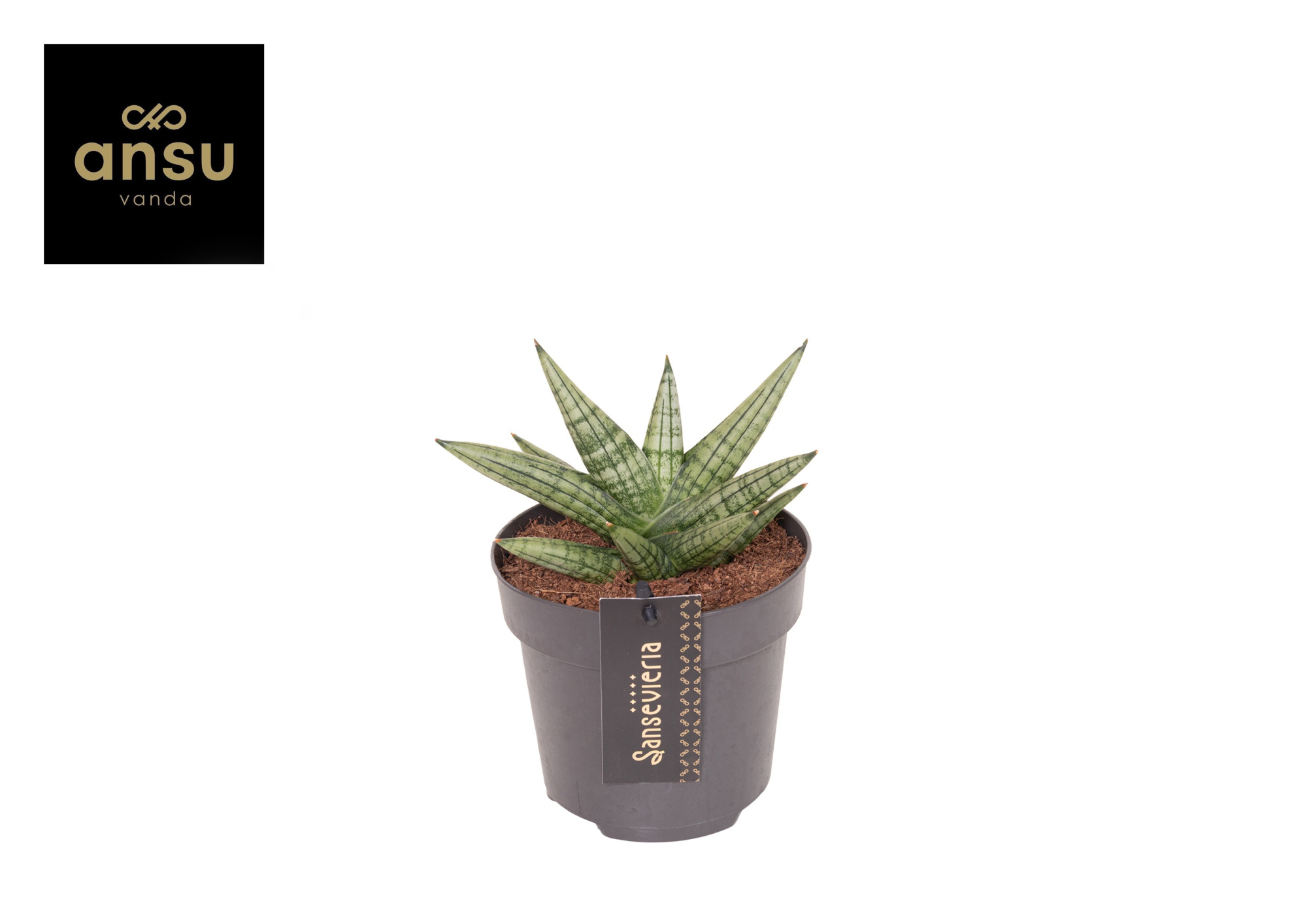 Sansevieria Inti Mini No. 4, D 12 cm