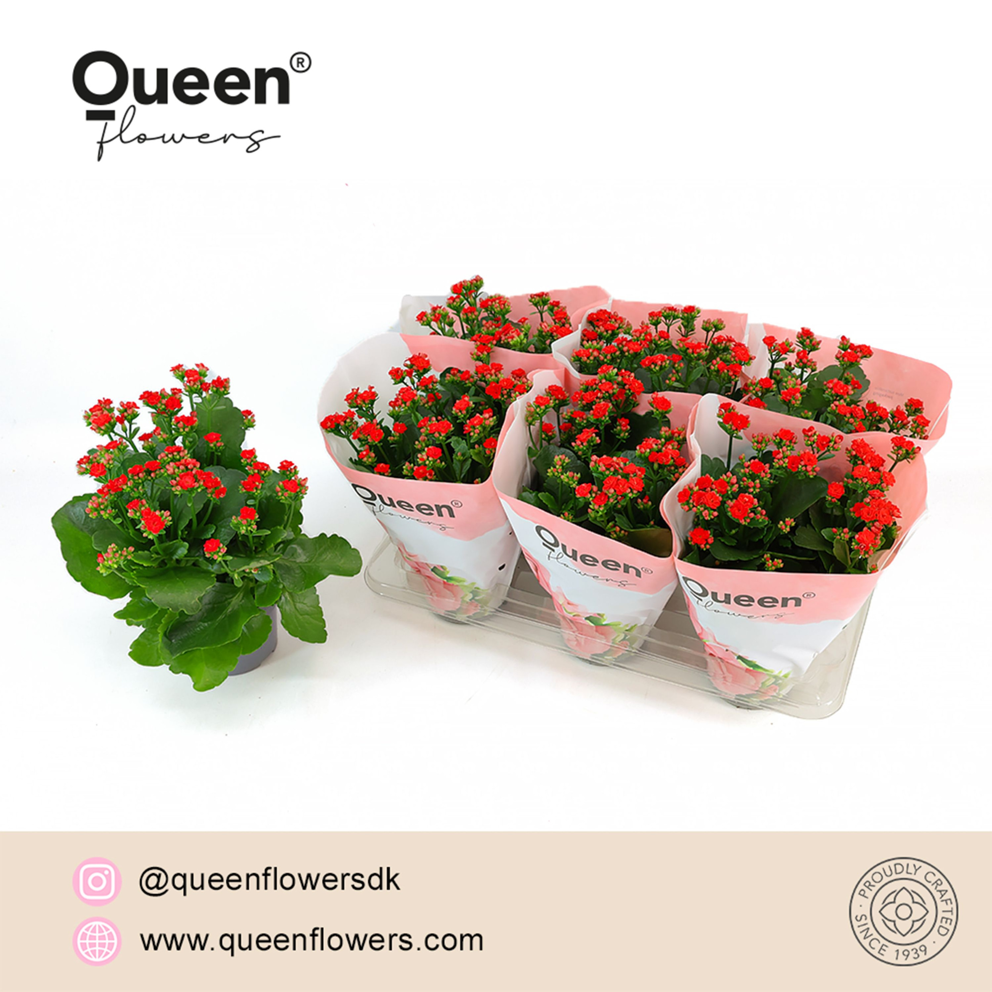 Kalanchoe Demi Rood P14 Queen, D 14 cm