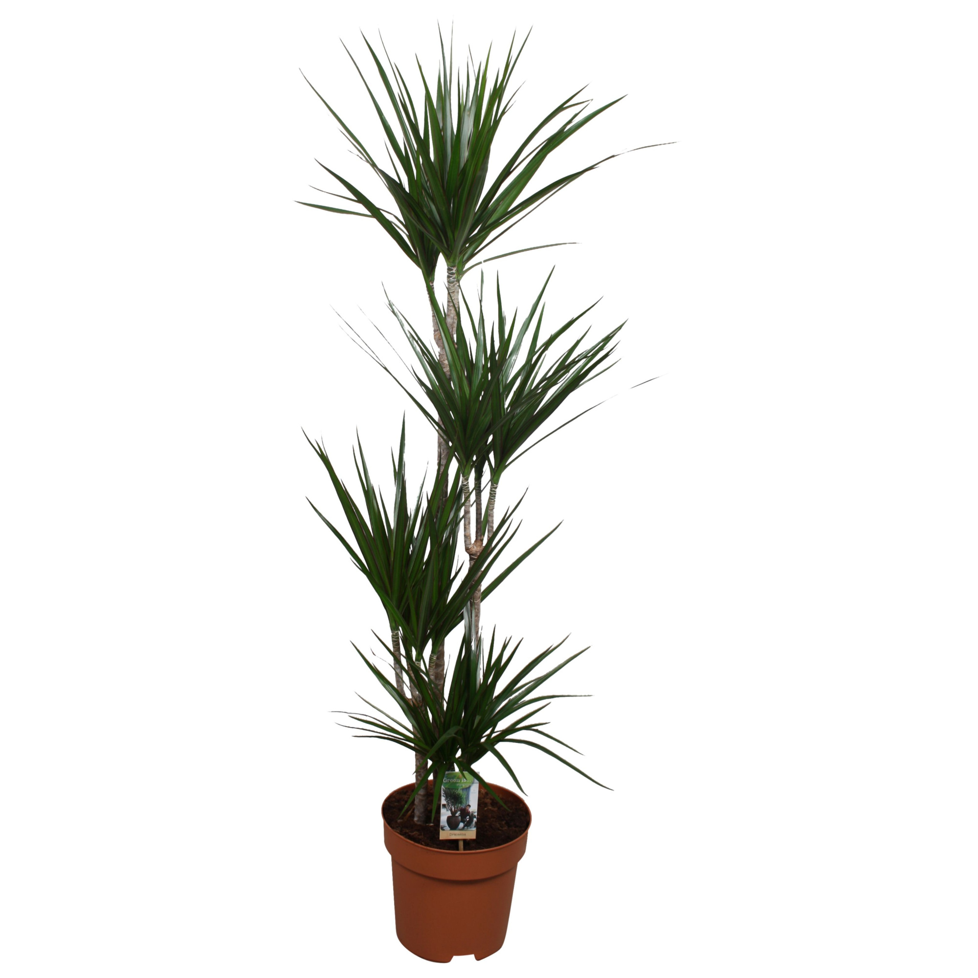 Dracaena Marginata 90-60-30-15, D 27 cm