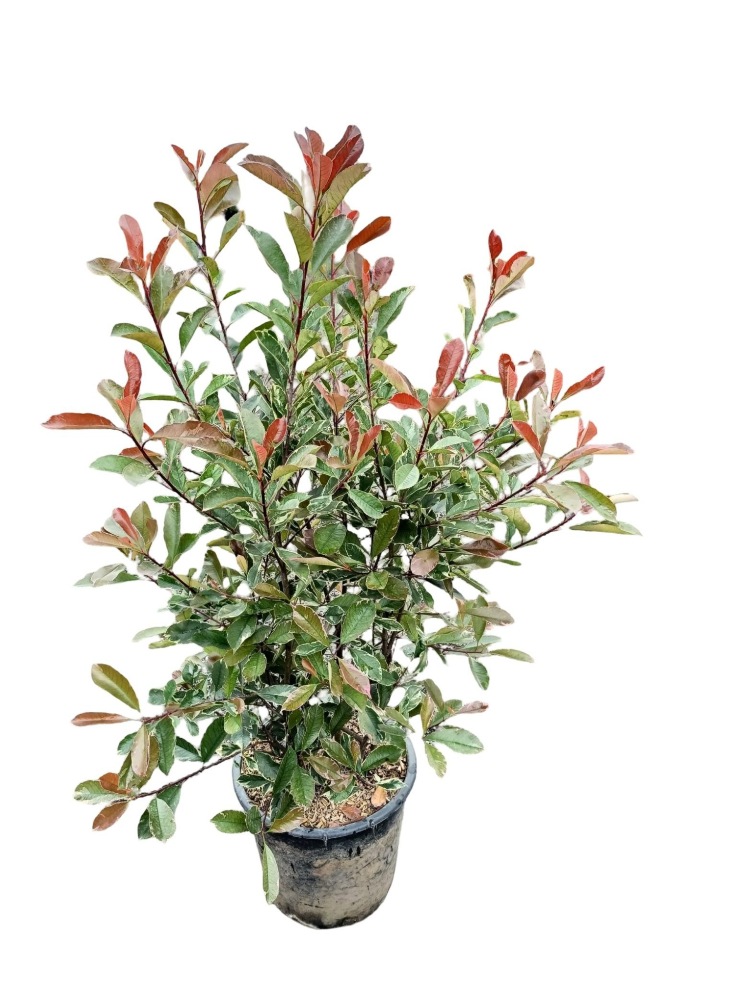 Photinia fraseri 'Pink Marble' C30, D 40 cm