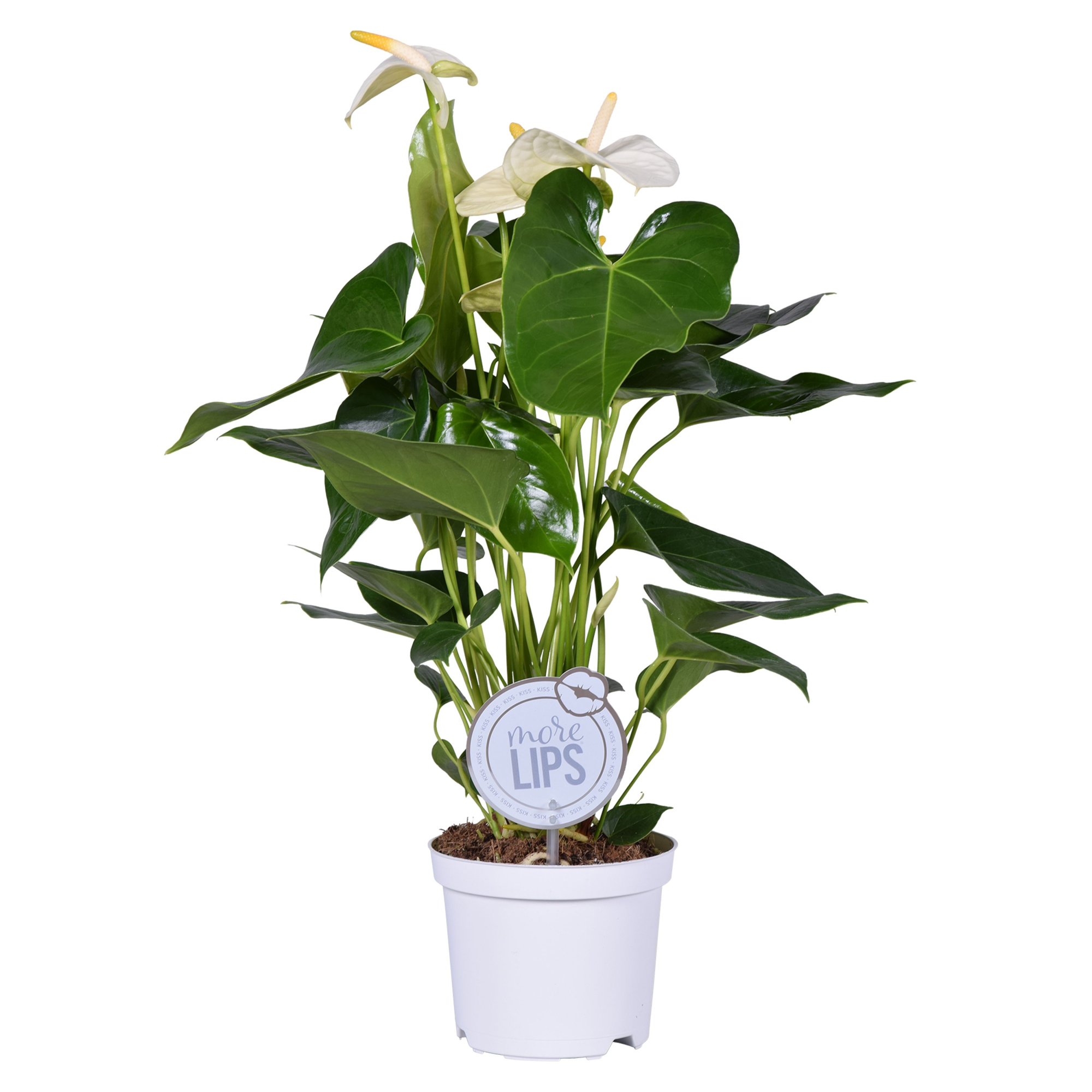 MoreLIPS® Anthurium Sharada white, D 14
