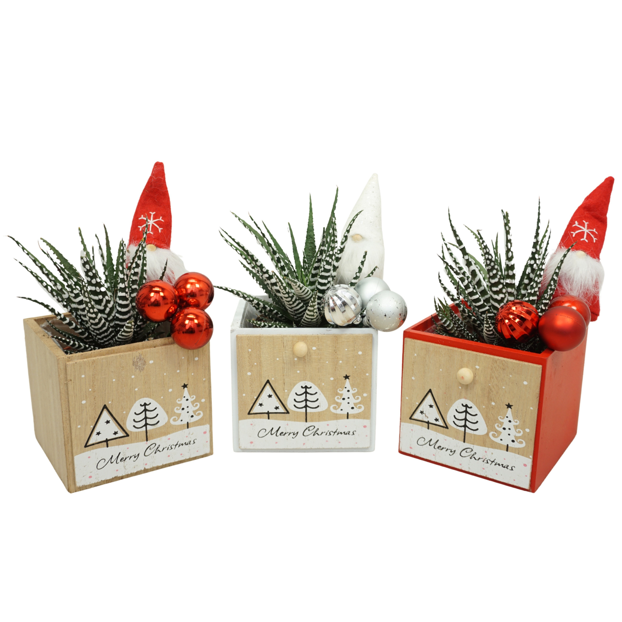 Kerstbox Wood met Haworthia 'big band', D 11 cm