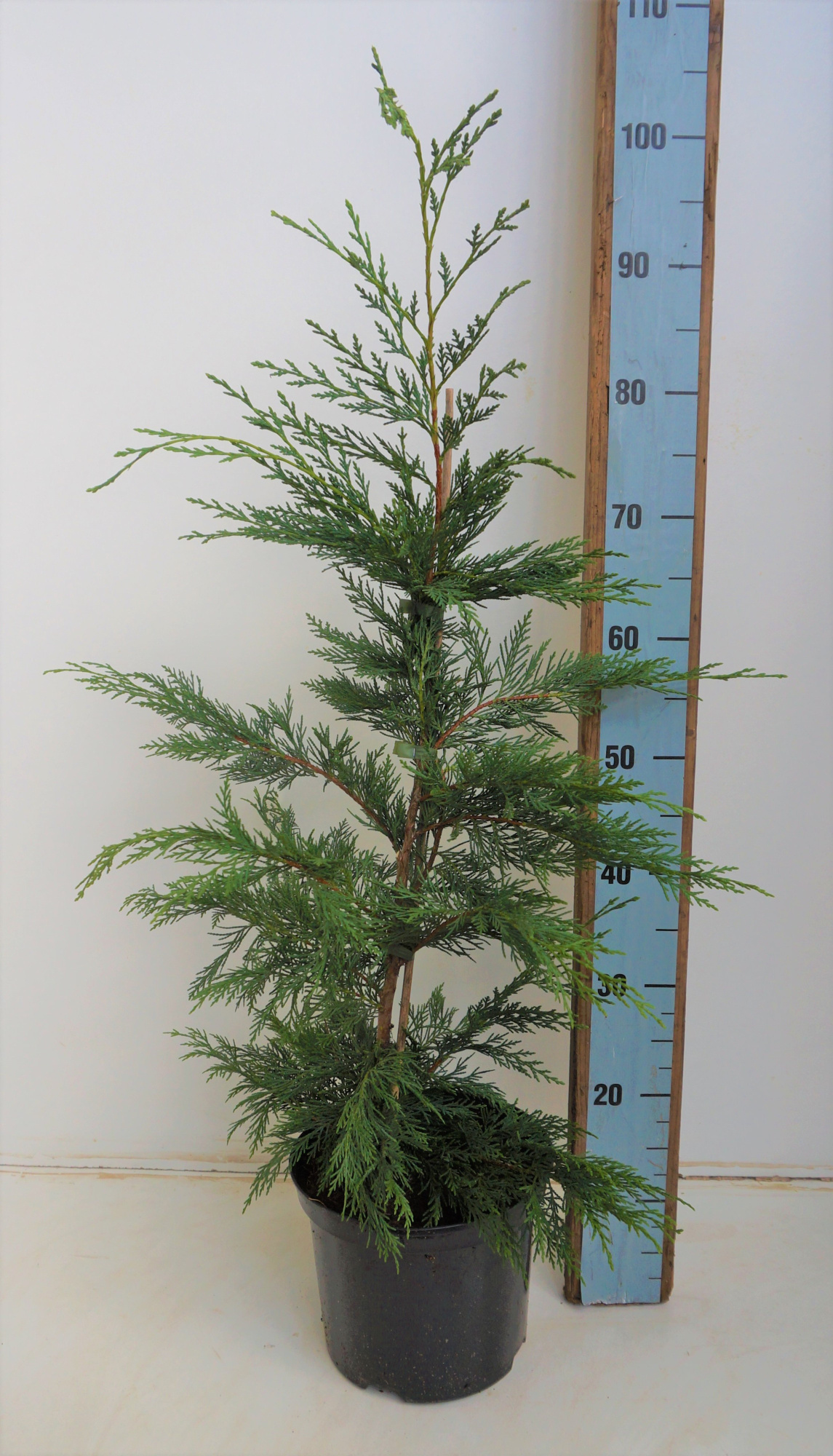 Cupressocyparis leylandii, D 23