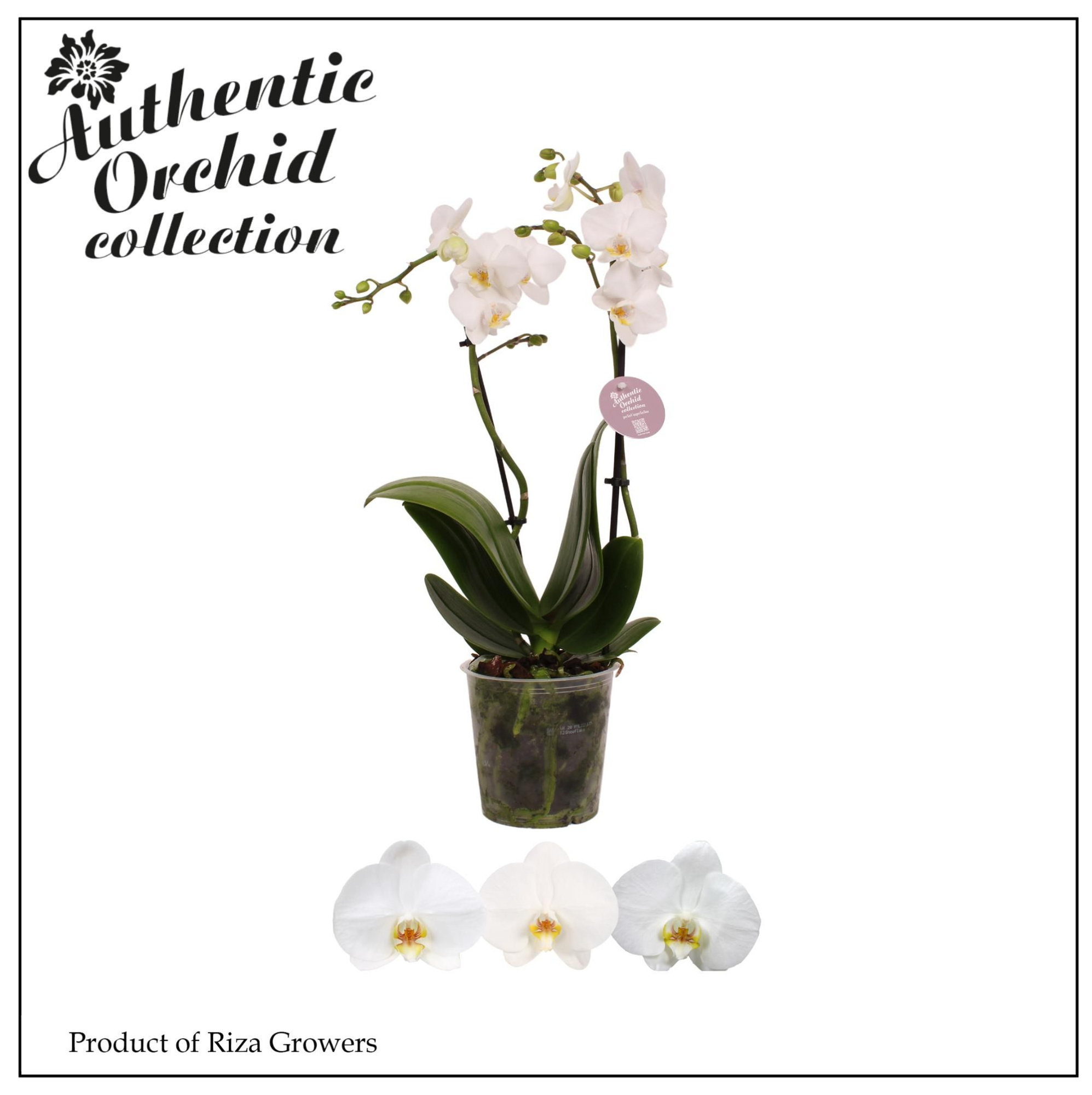 Phal. Authentic Multi White - 2 spike 12cm, D 12 cm