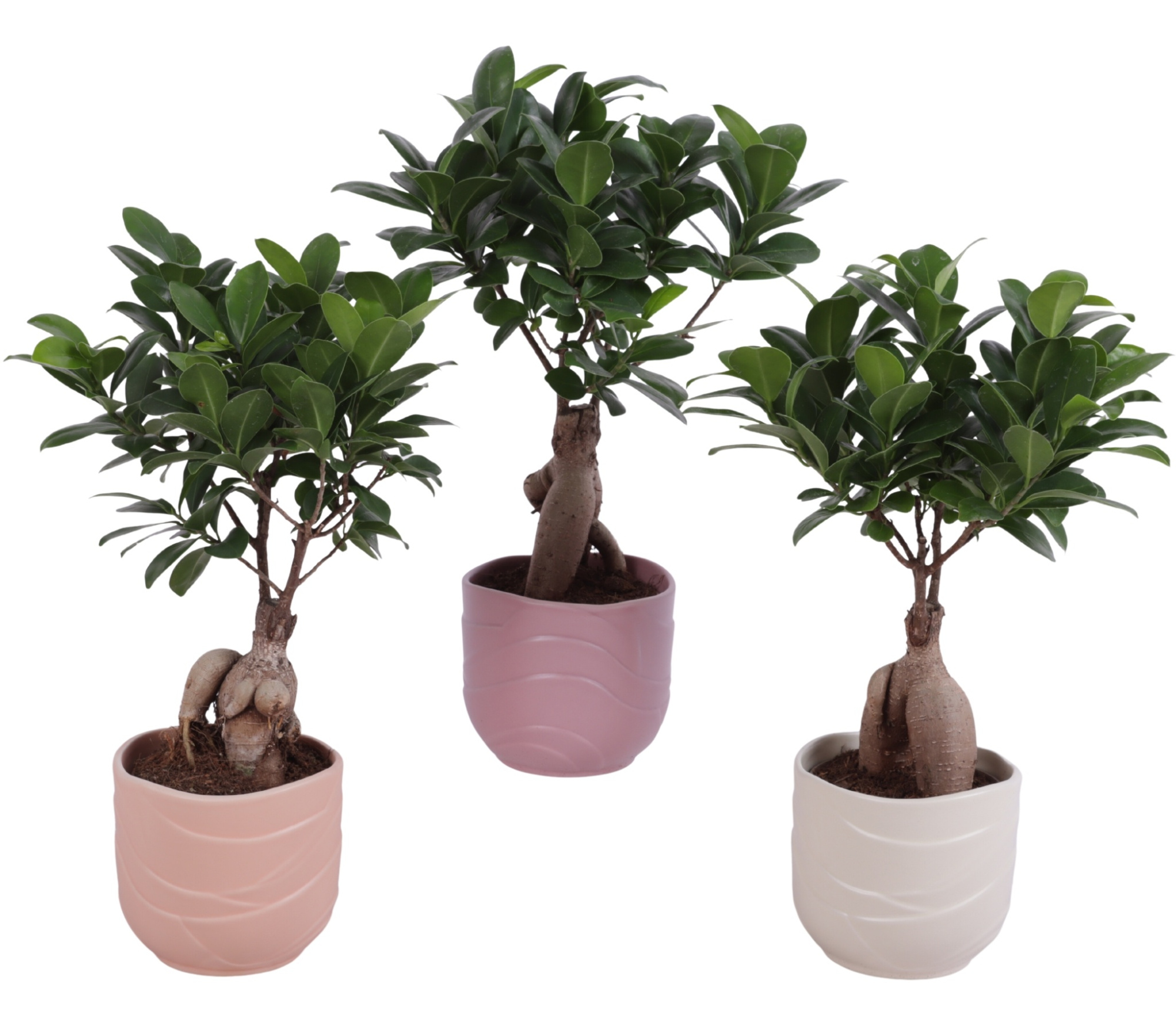 Ficus m. Ginseng Ball Shape Ø09cm in Ø10cm Ceramic SE660, D 10