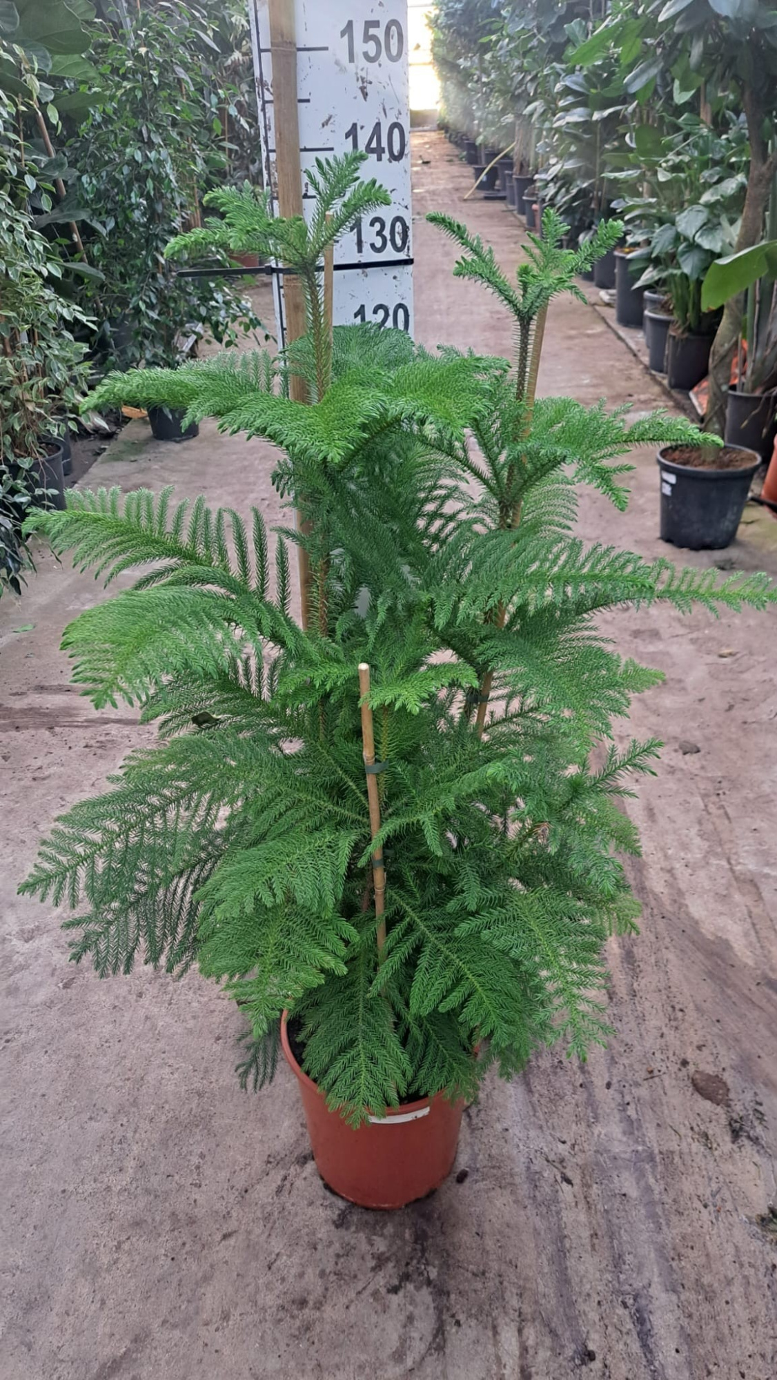 Araucaria toef 130, D 30