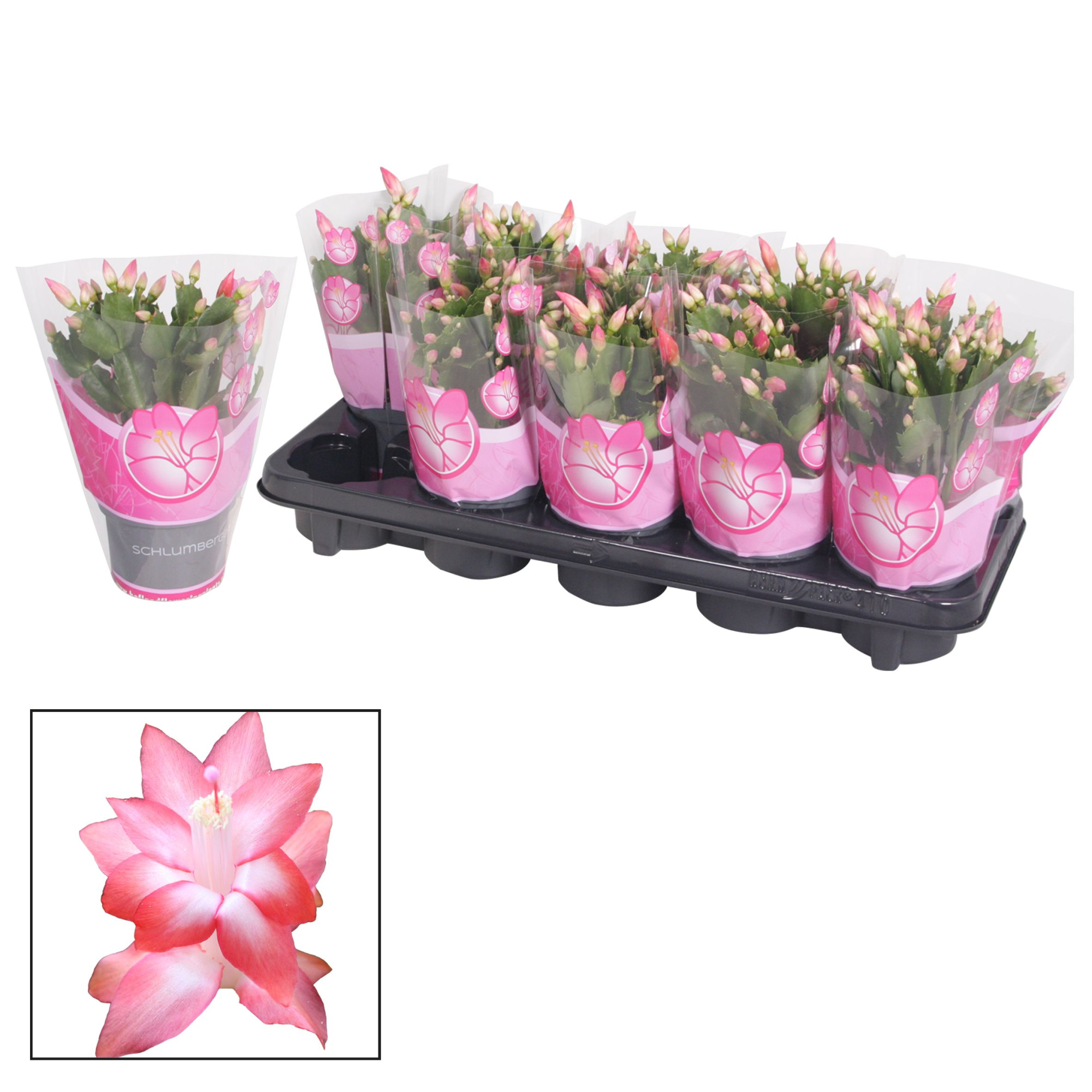 Schlumbergera - 10,5 cm - Pink (Russian), D 10,5 cm