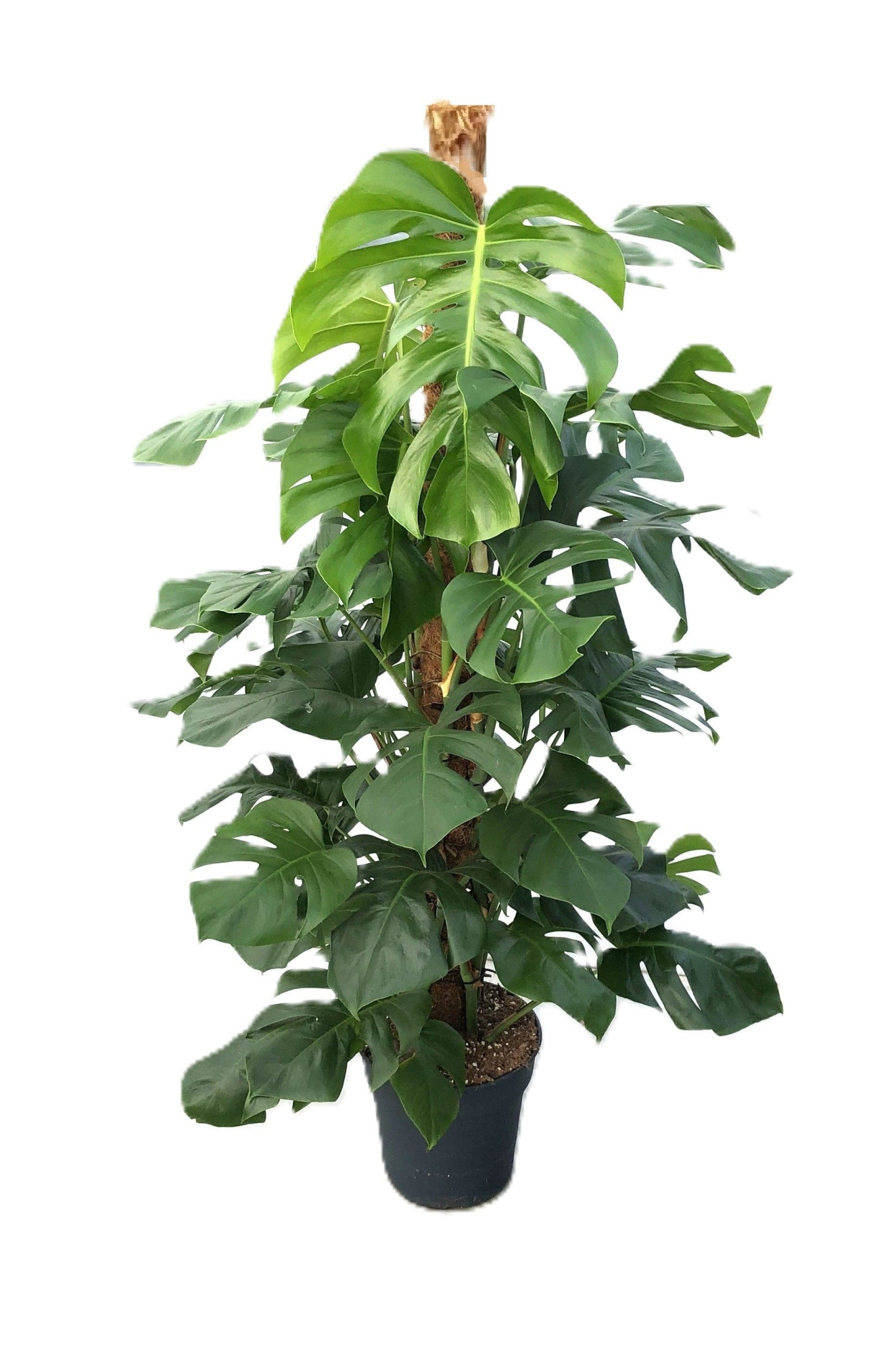 Monstera Pertusum Grp, D 27 cm