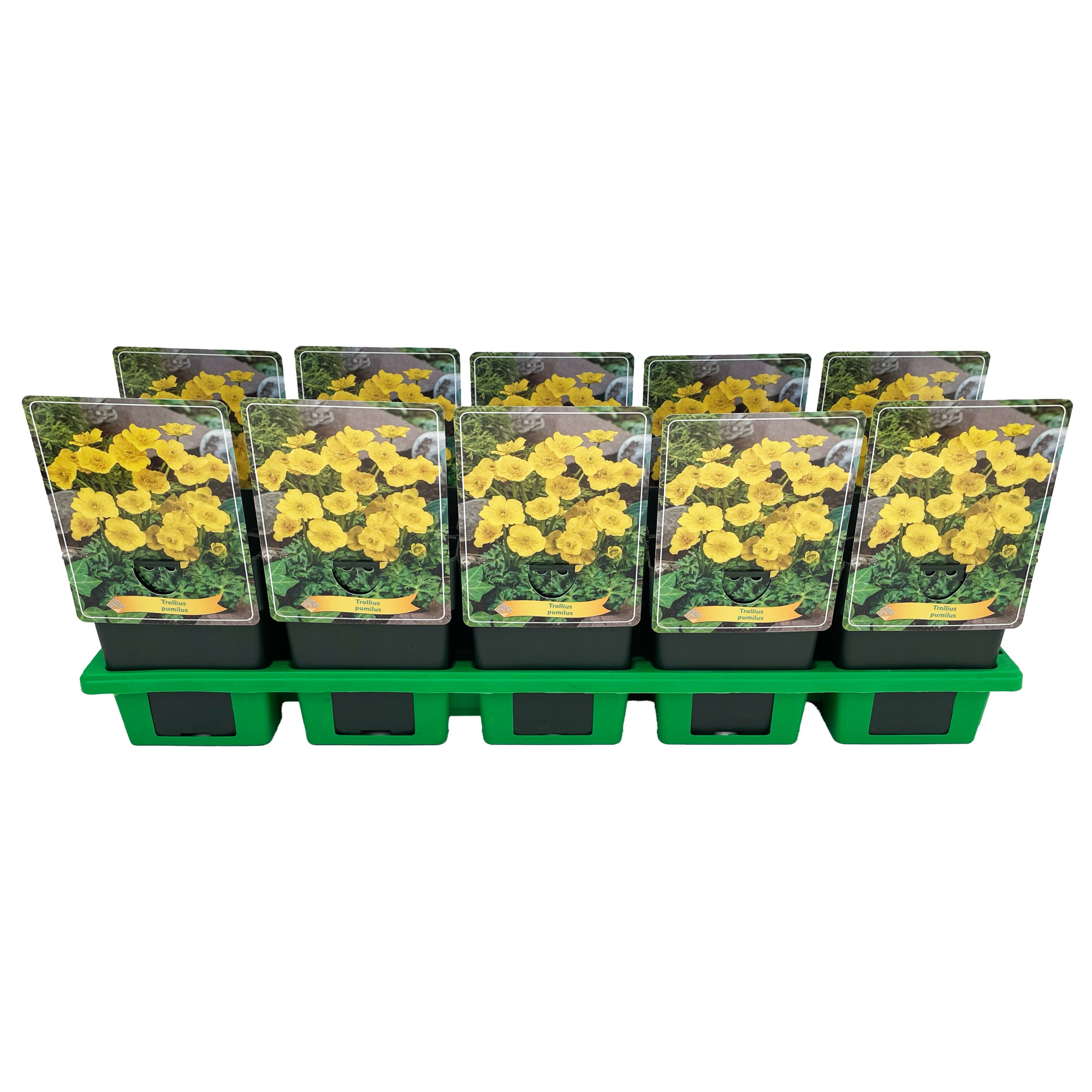 Trollius pumilus, D 11