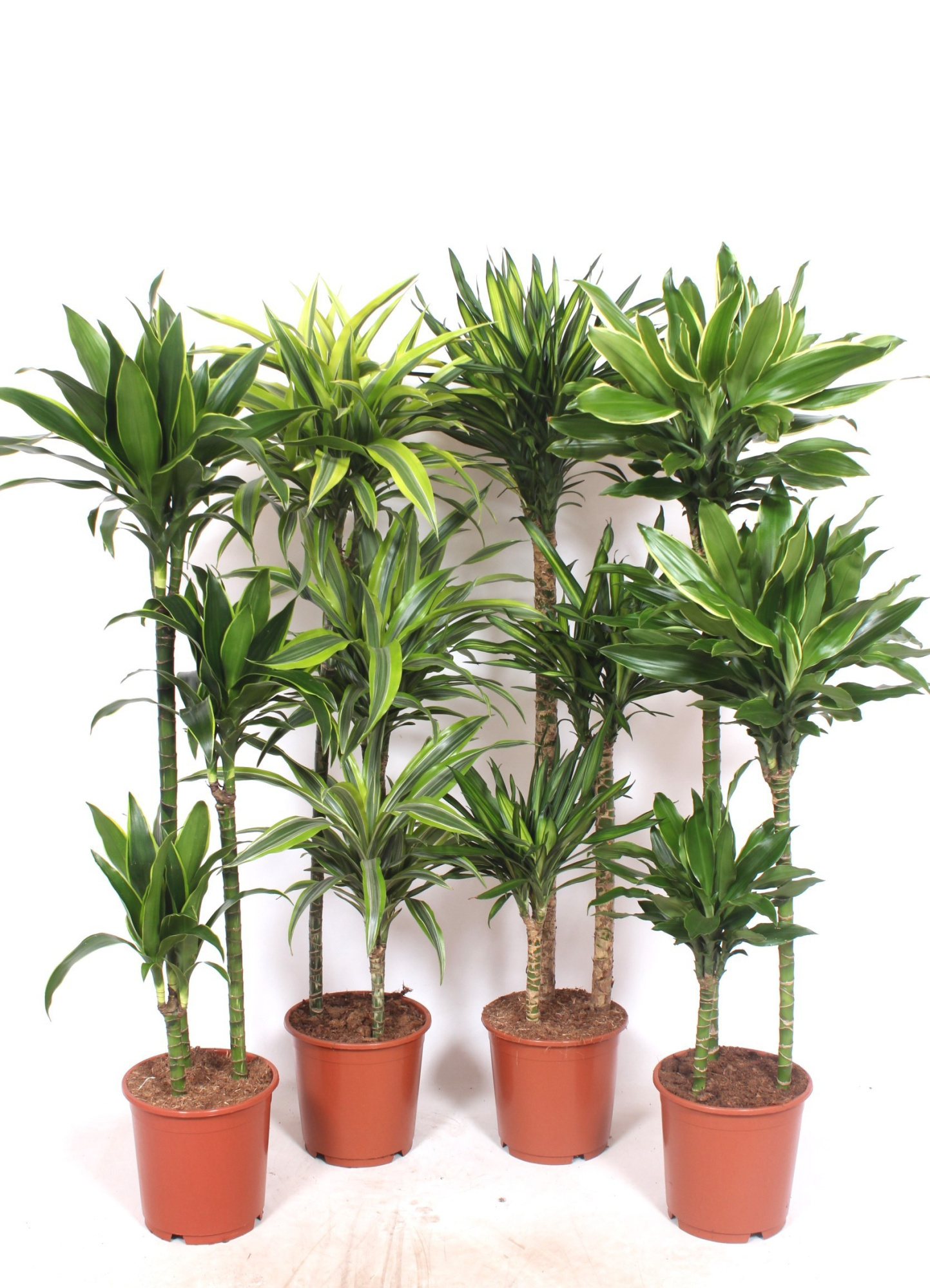Dracaena fragrans Mixkar 90-60-30, D 24 cm