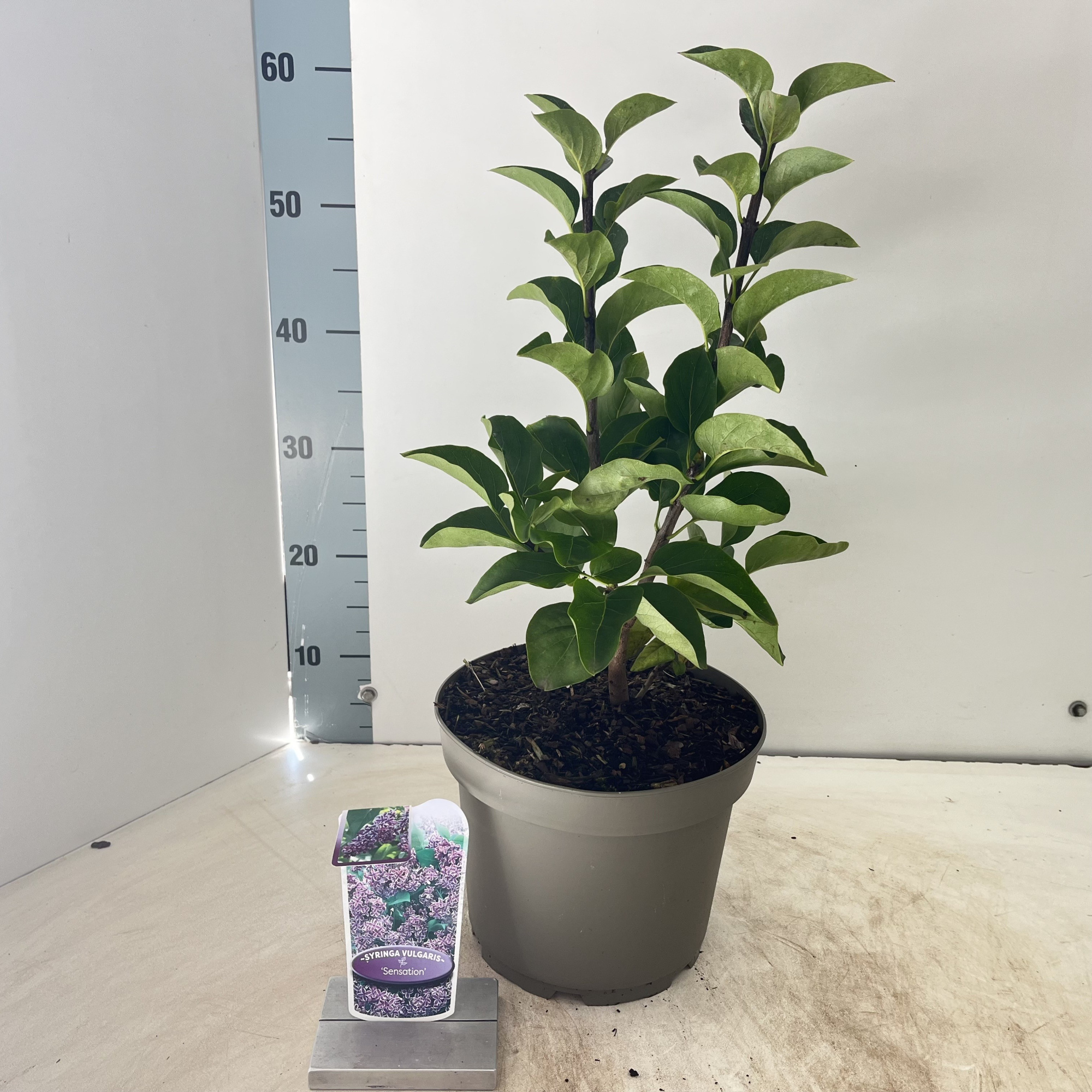 Syringa vulg. 'Sensation', D 23 cm