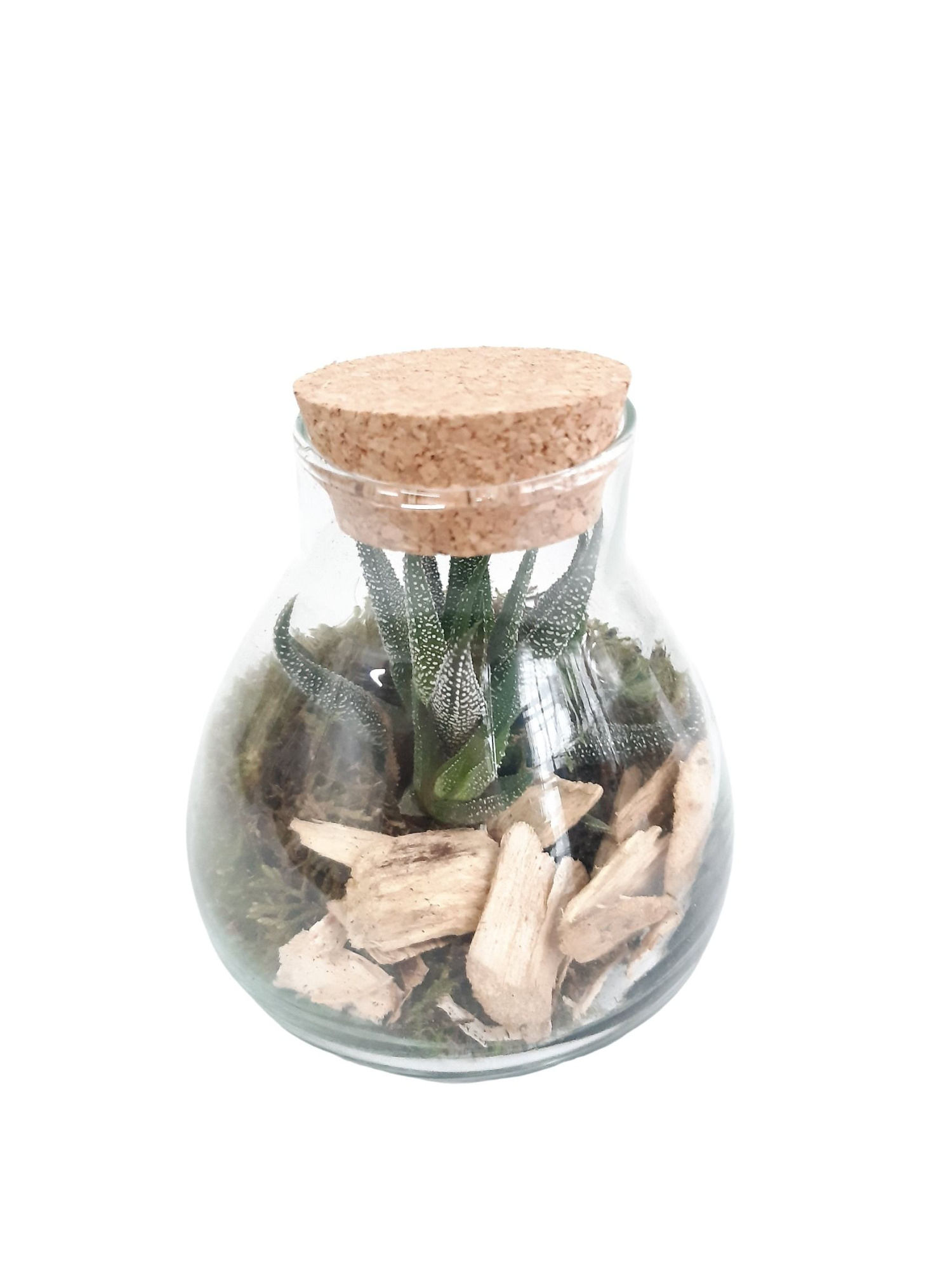 GKS10 Mini glass bowl + Kurk H12 Haworthia, D 10 cm