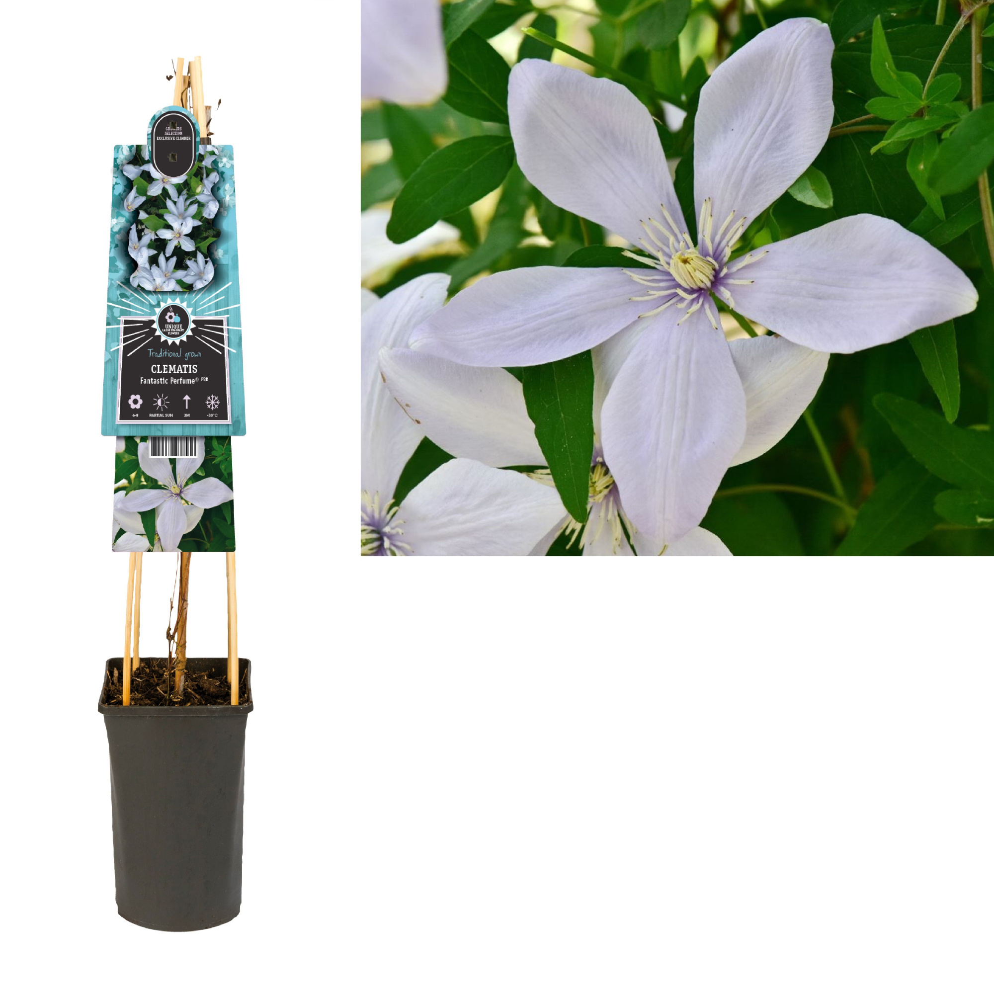 Clematis Fantastic Perfume PBR +light label, D 17 cm