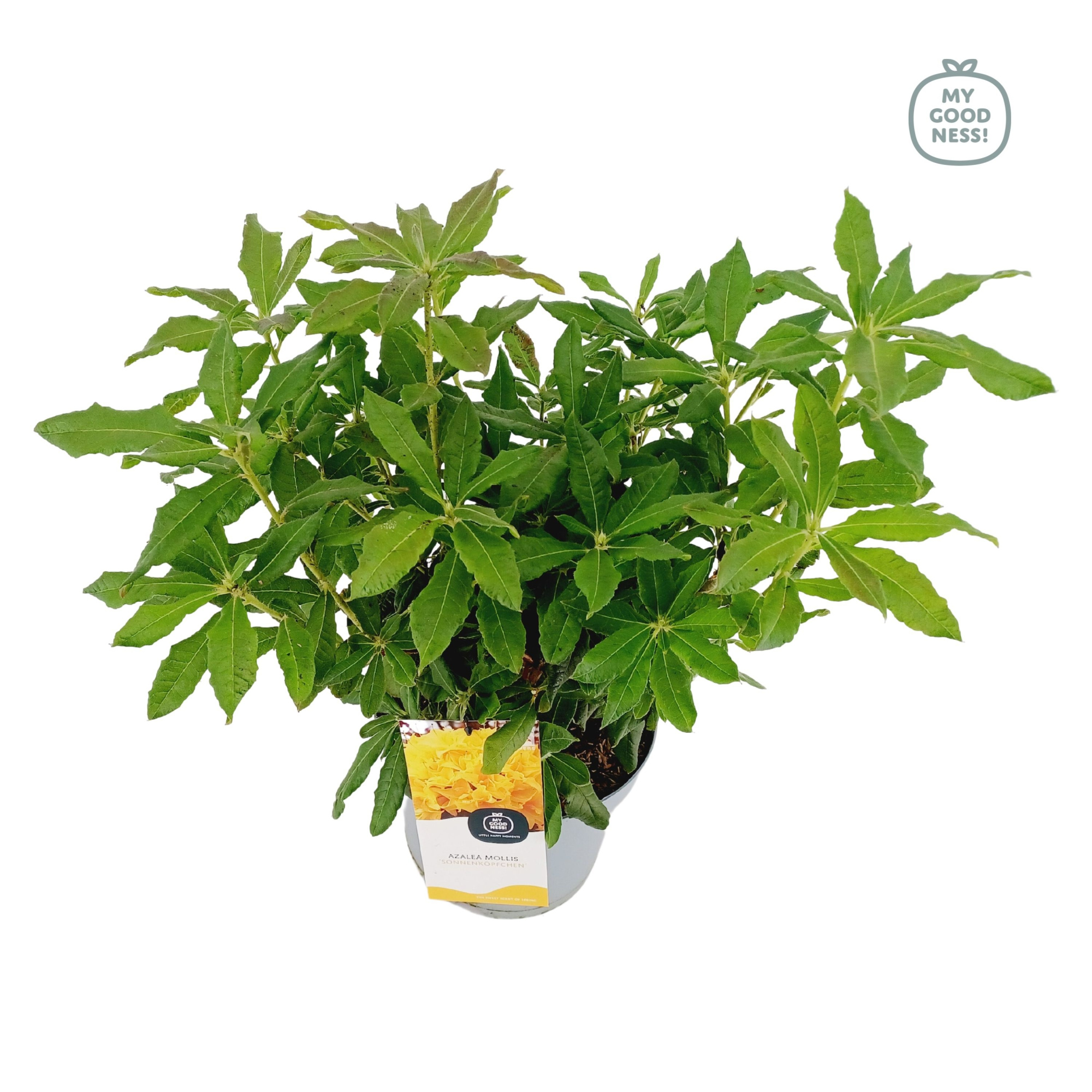 Azalea Mollis 40 /C5 'Sonnenkopfchen', D 23 cm