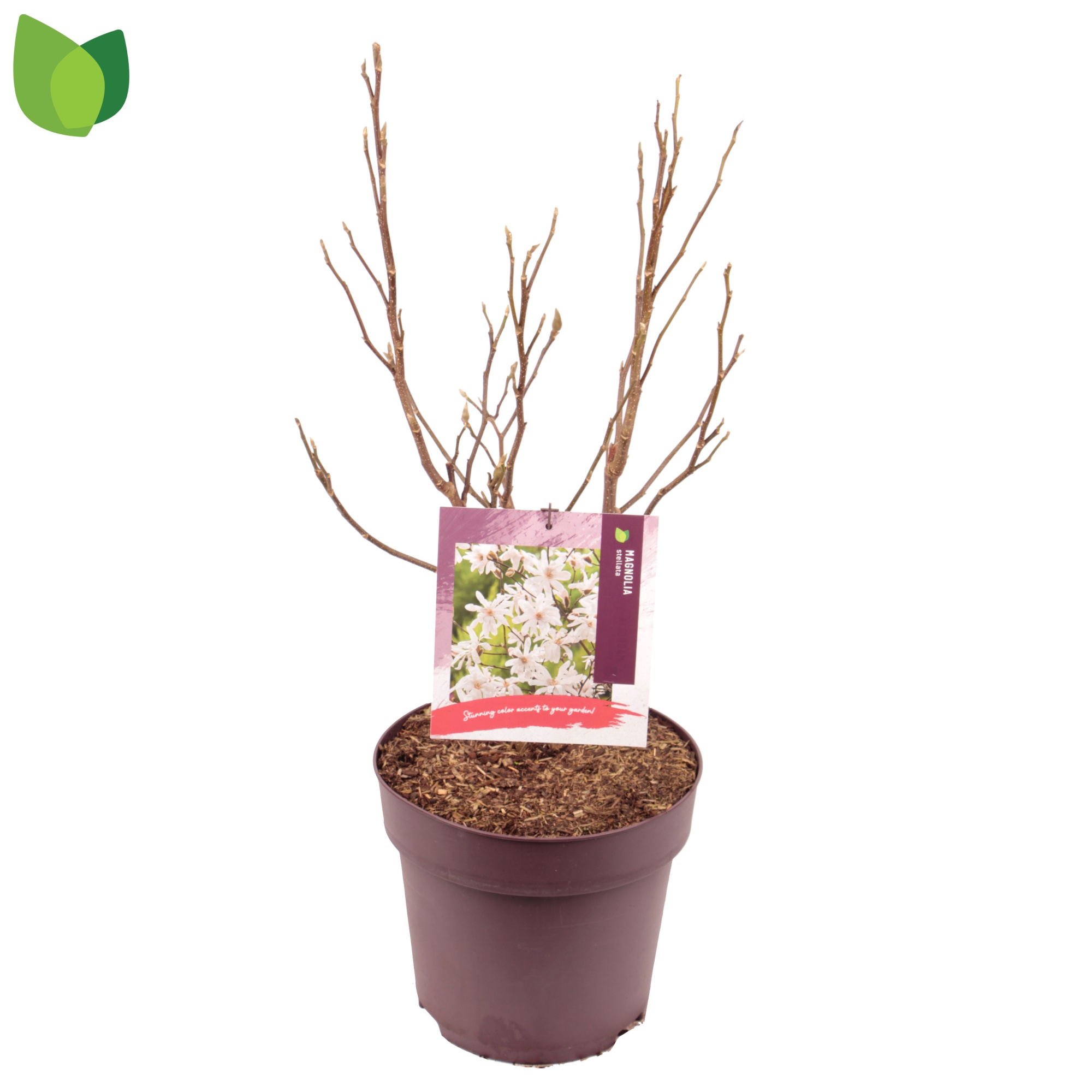 Magnolia stellata C10/P29, D 29