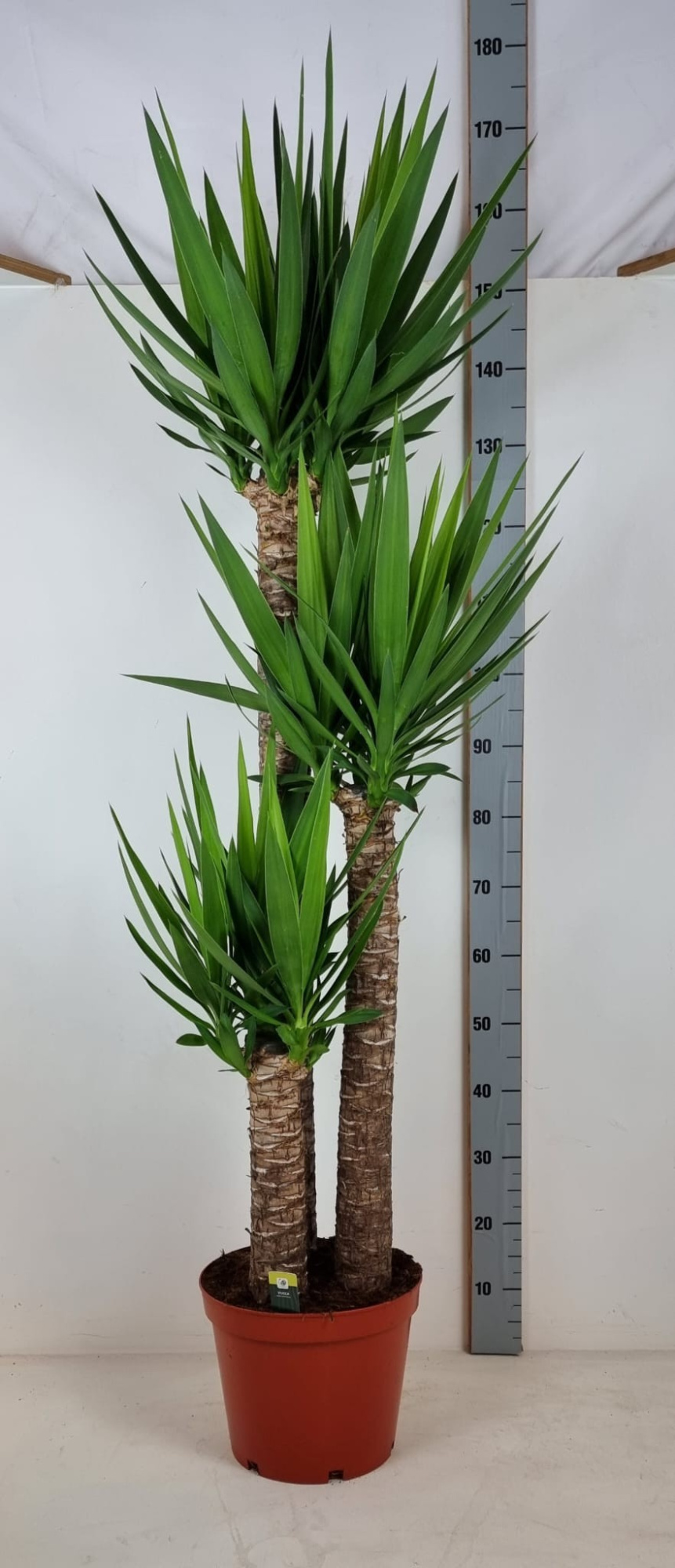 Yucca Elephantipes XXL 3 stammen 120x80x45 P29cm, D 29