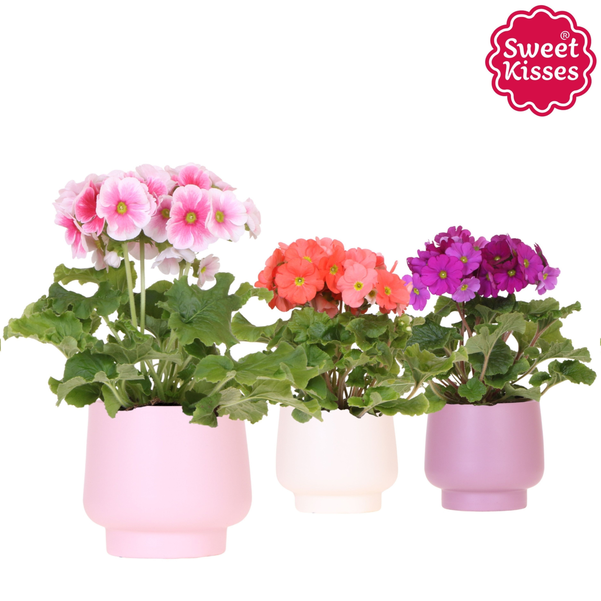 Primula Obconica Sweet Kisses mix in Scandic pot pink mix, D 12