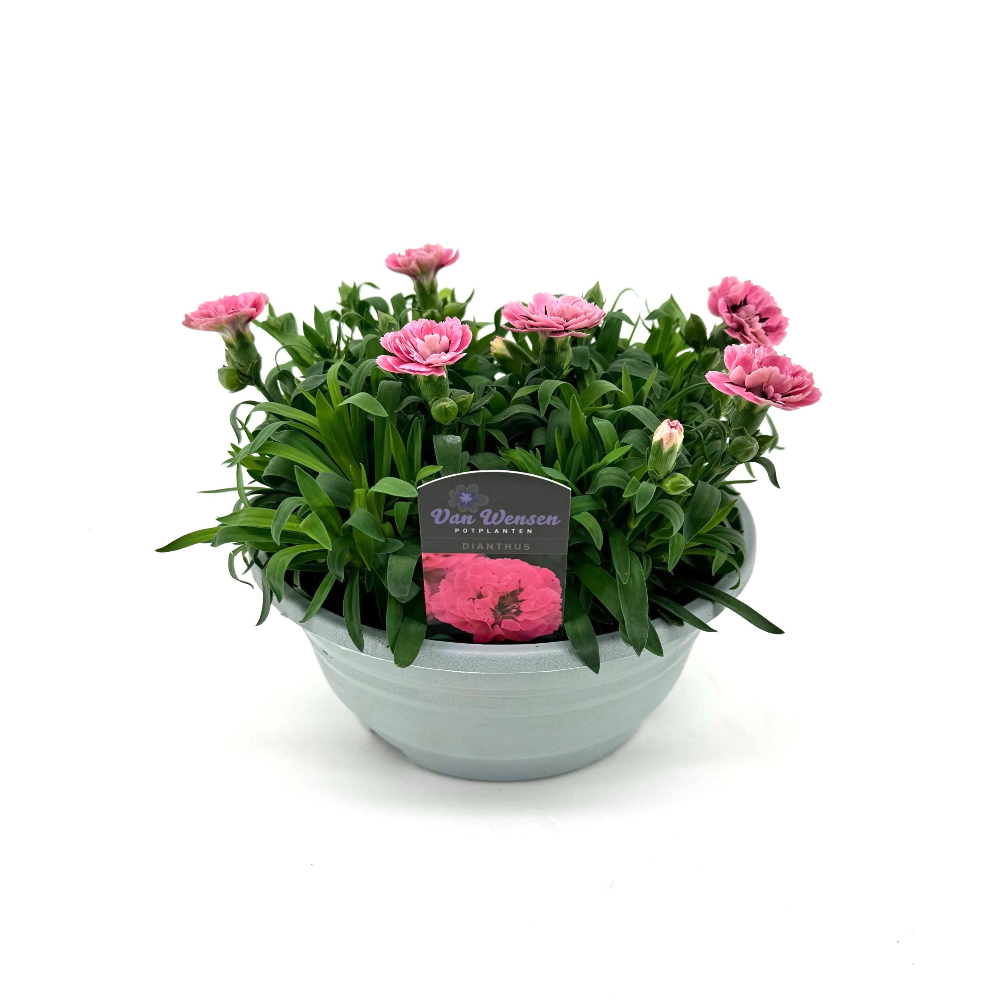 Dianthus 'Oscar' Pink and Purple, D 21