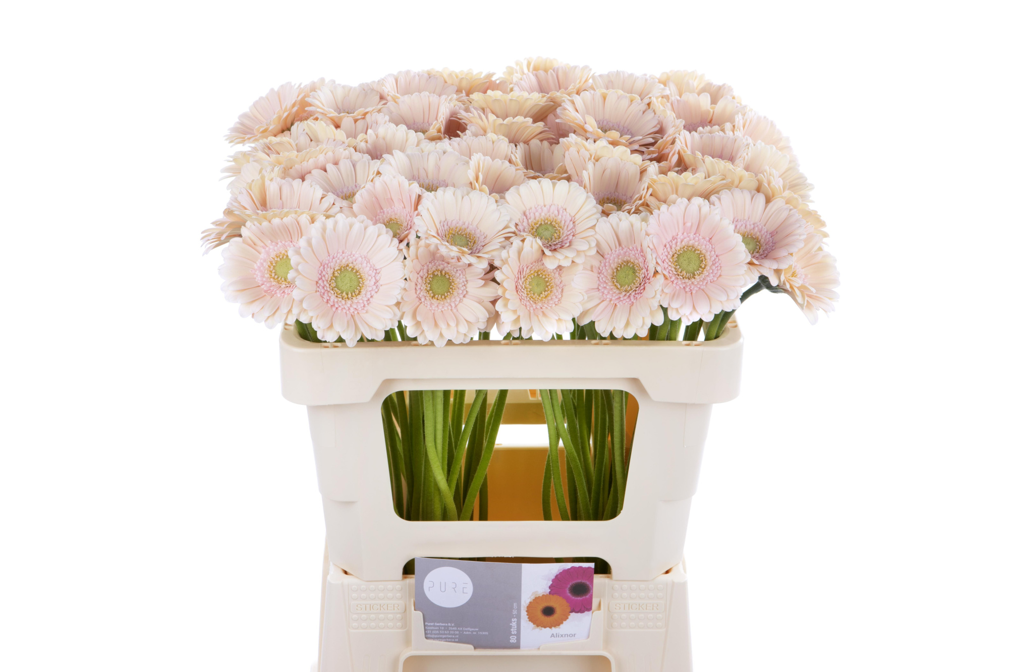 Гермини Али-нор, шт.