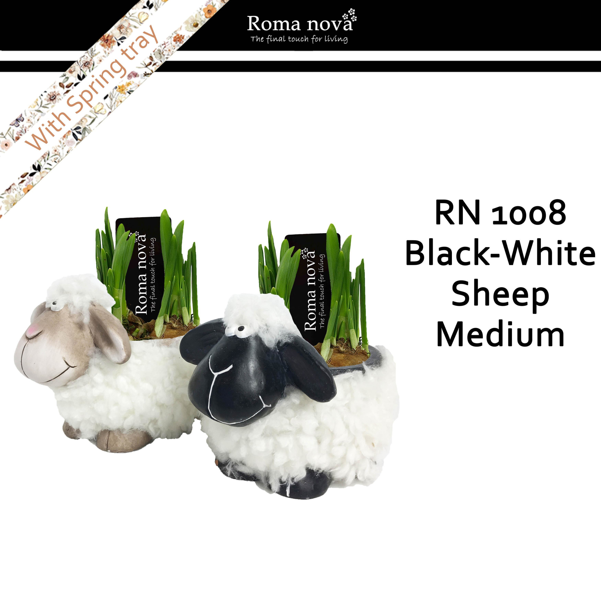 1008 - Black white sheep medium (Tete a Tete), D 16