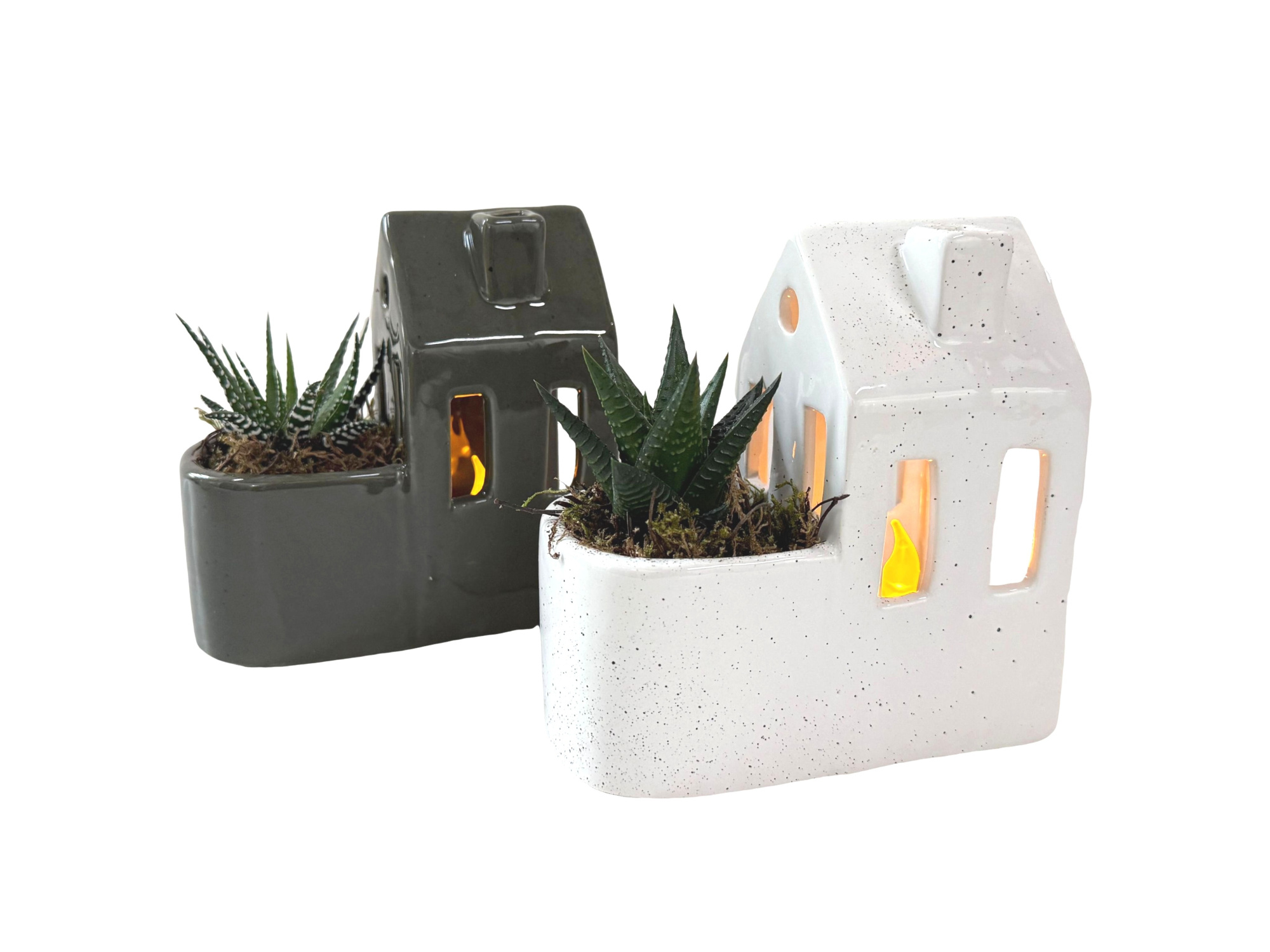 Candlehouse green/white D13 Haworthia mix Kerst, D 13