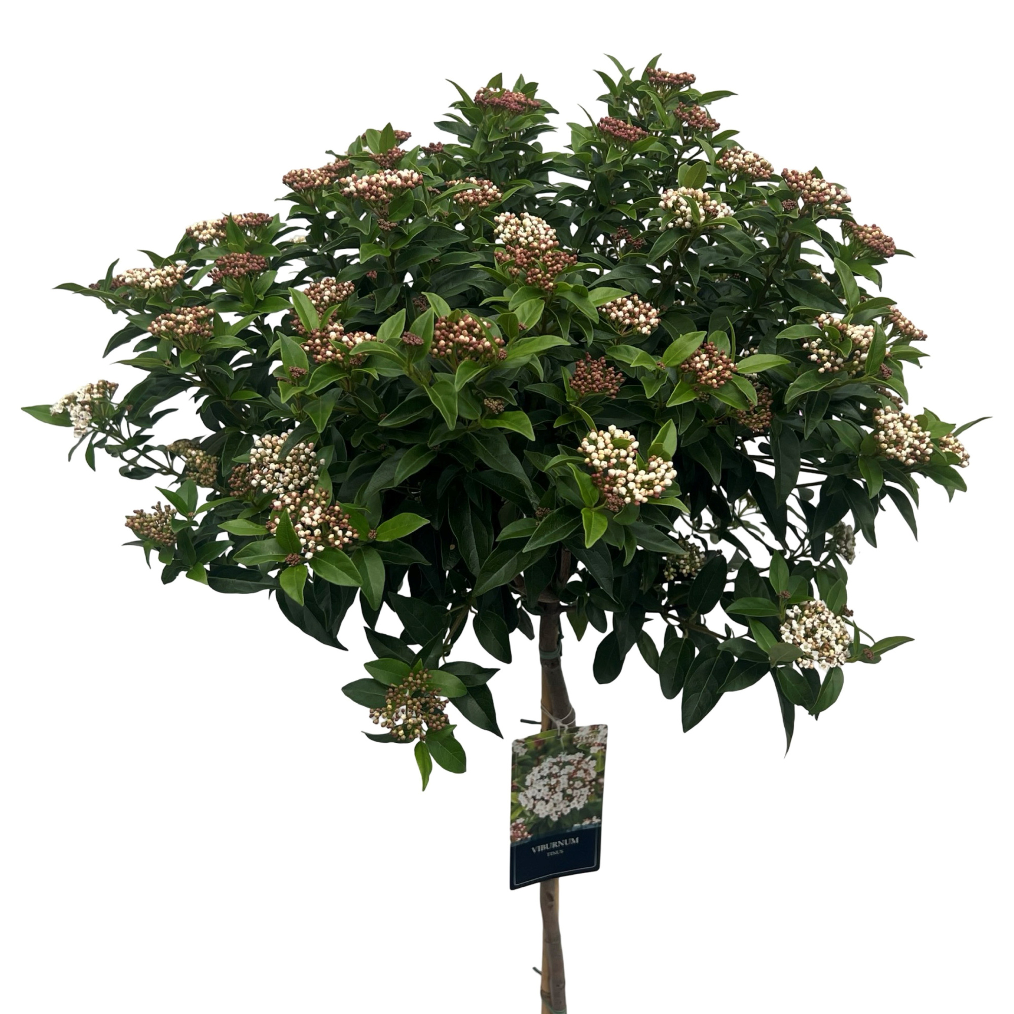 Viburnum tinus spirit C12 100cm stam, D 27