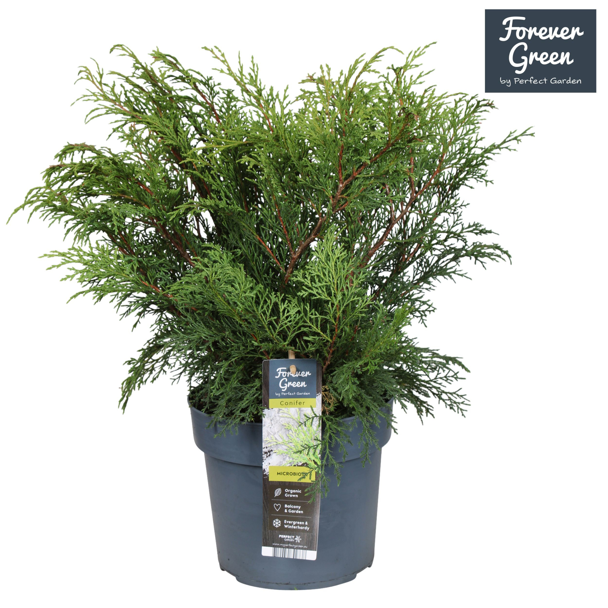 Microbiota decussata P19, D 19 cm