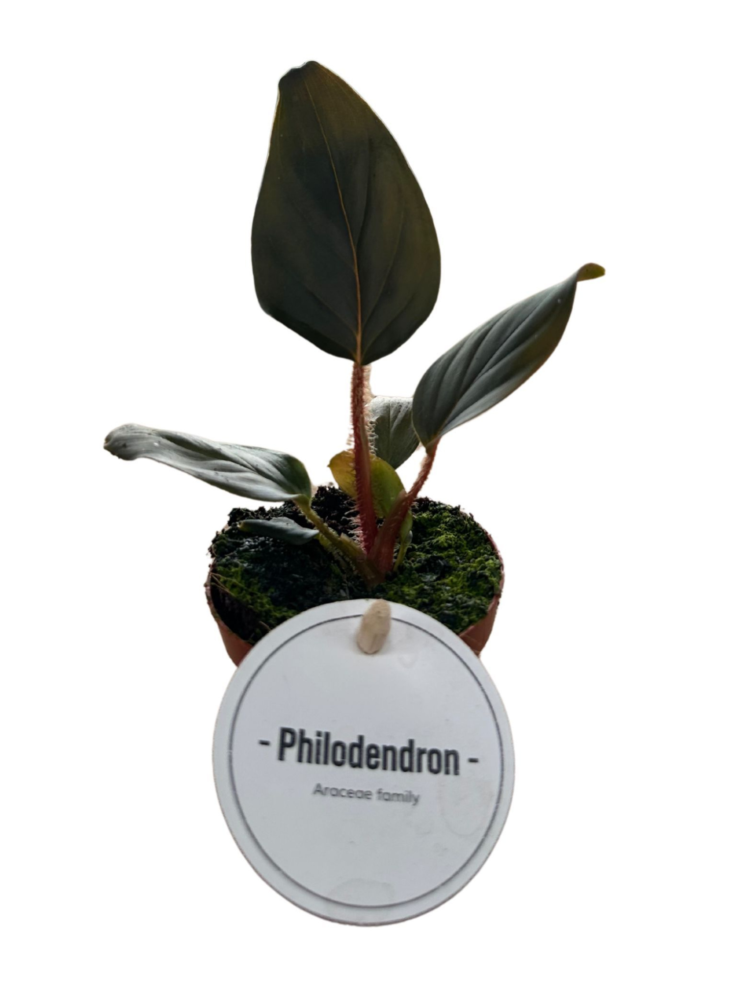 Philodendron Squamicaule Red, D 6 cm