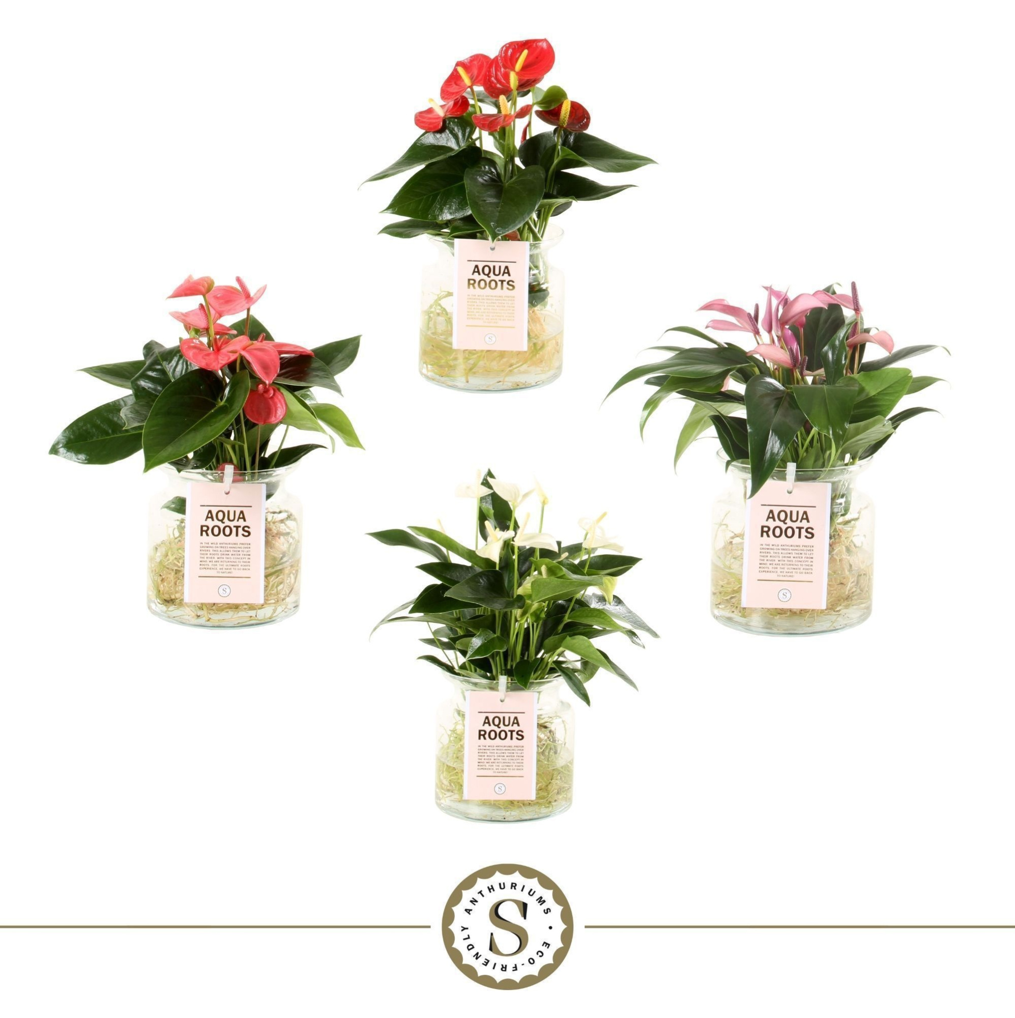 Aqua Roots Sierglaslas Top Mix, D 12