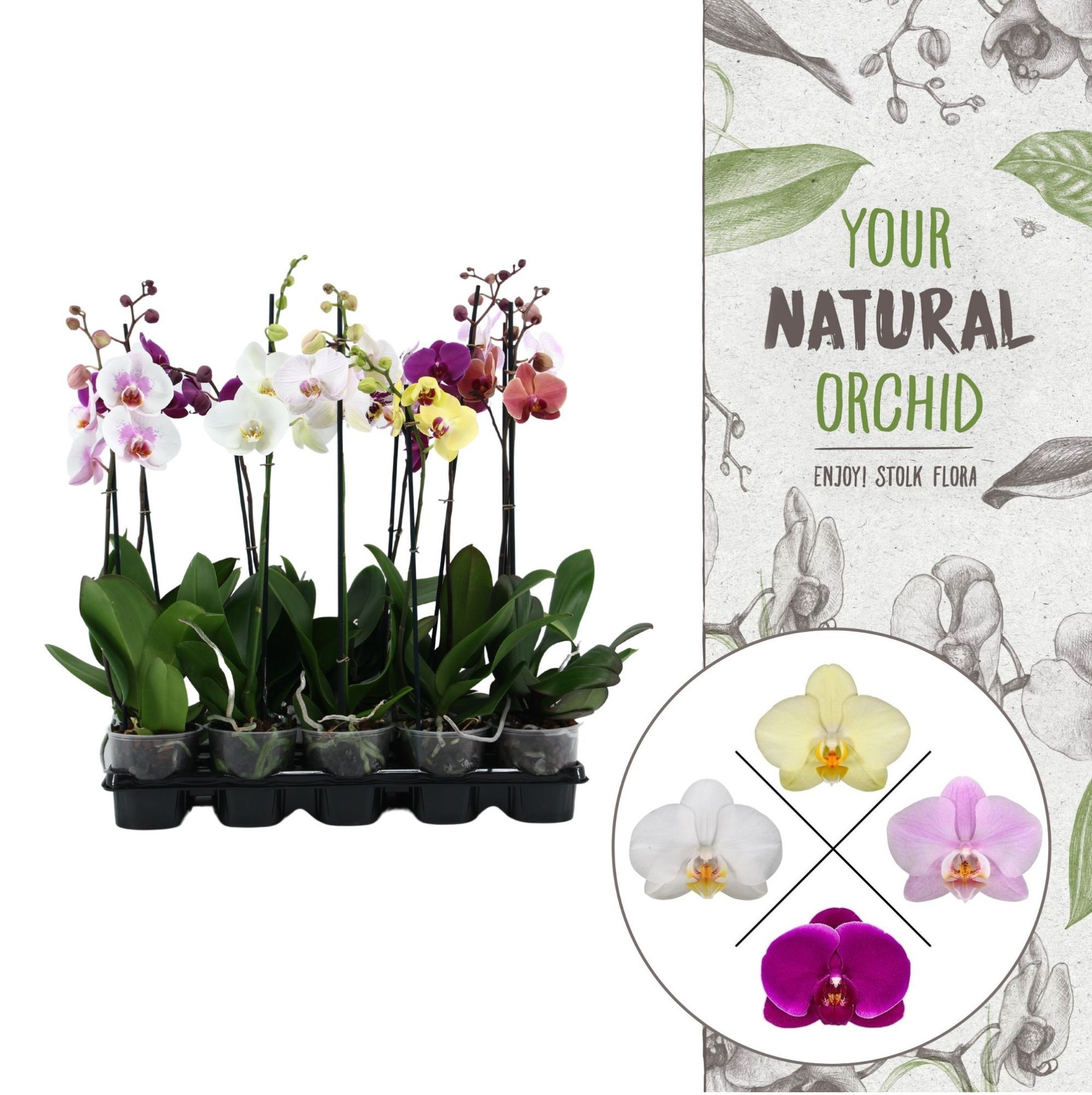 Your Natural Orchid | Mix 60cm | Phalaenopsis 1 spike, D 12