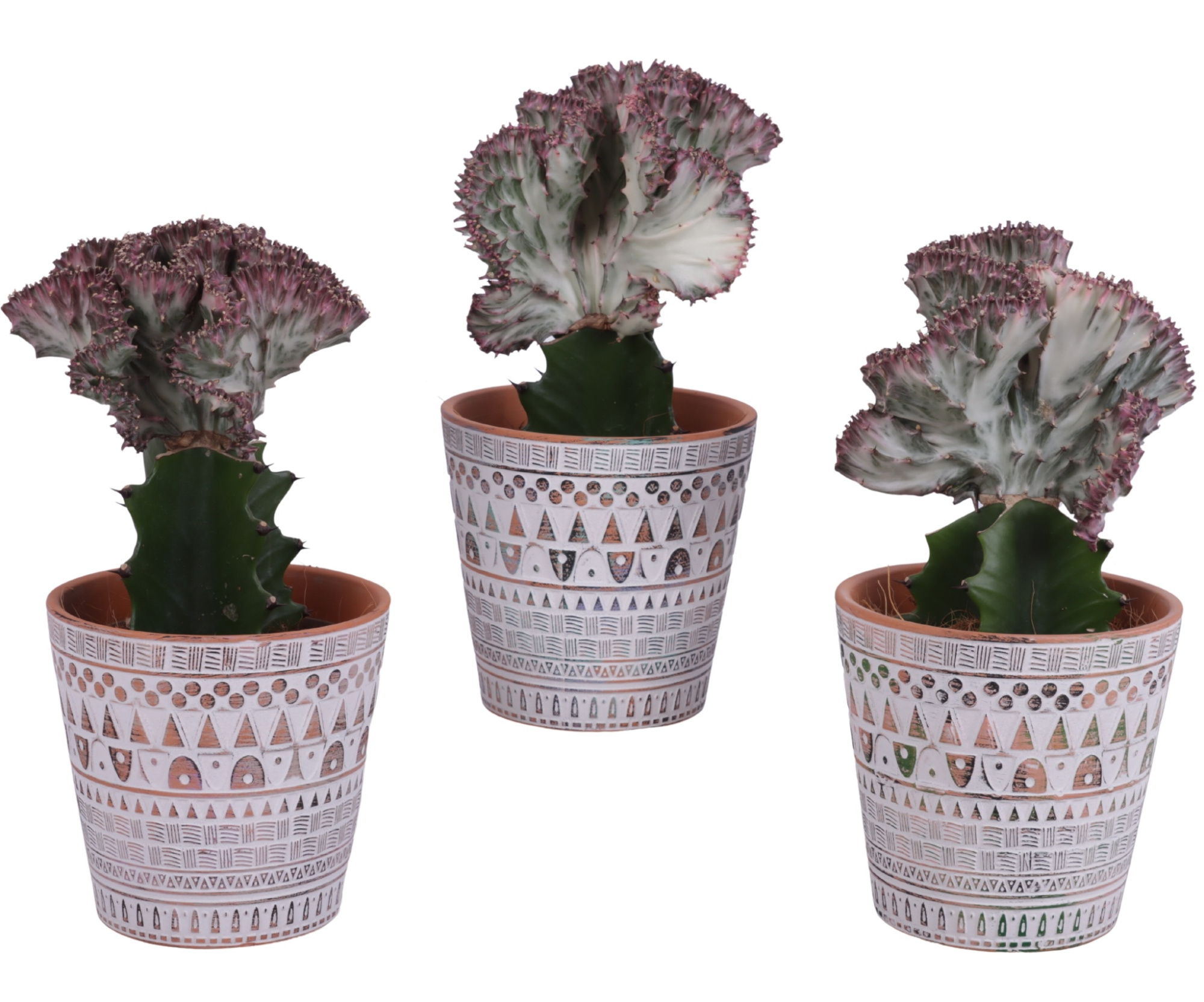 Euphorbia Lactea Ø12cm in Ø14cm Ceramic Pot Inca, D 14